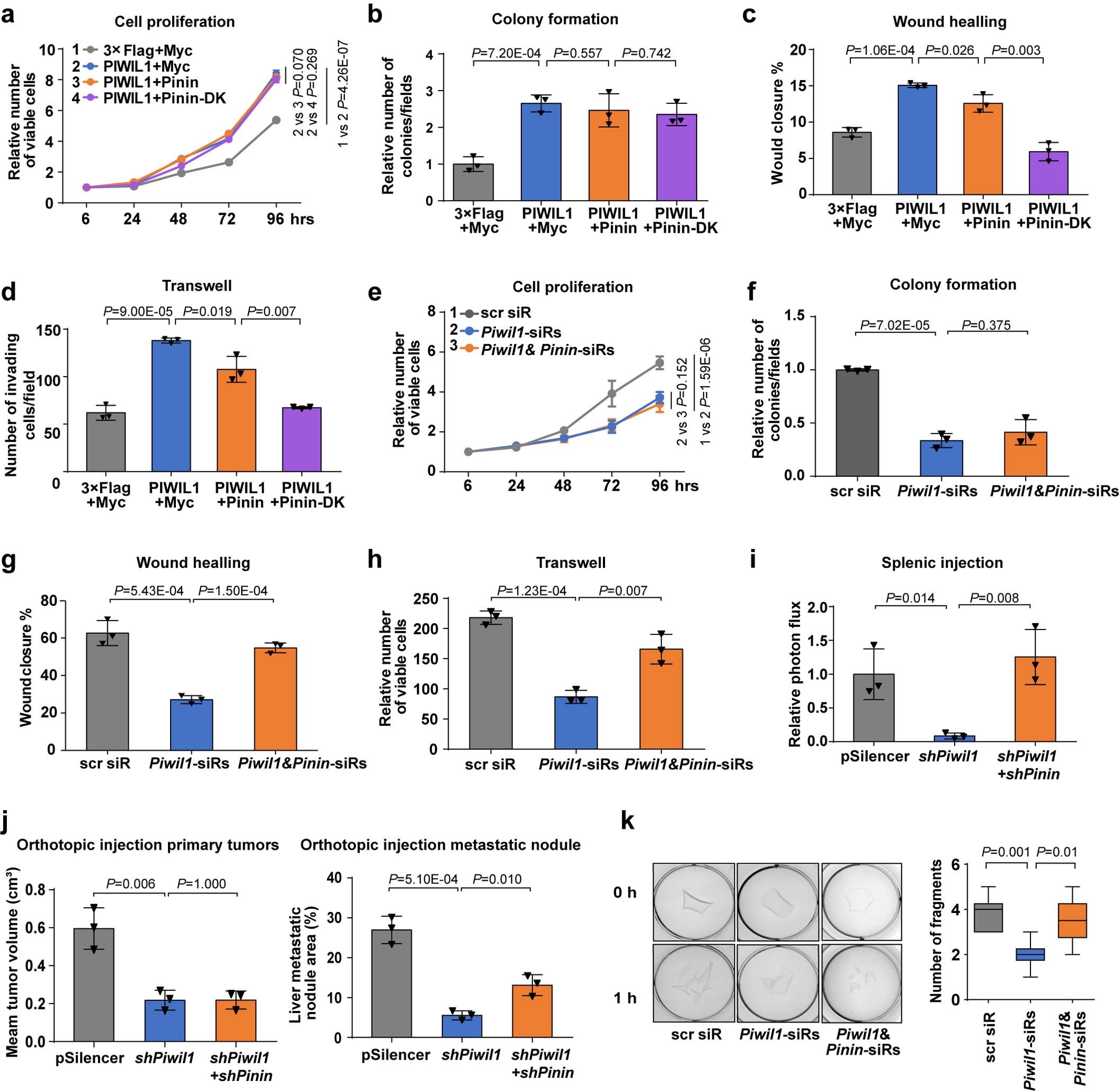 Extended Data Fig. 9: Pinin knockdown rescues the inhibitory effect of PIWIL1 depletion on PDAC metastasis but not tumor growth.
