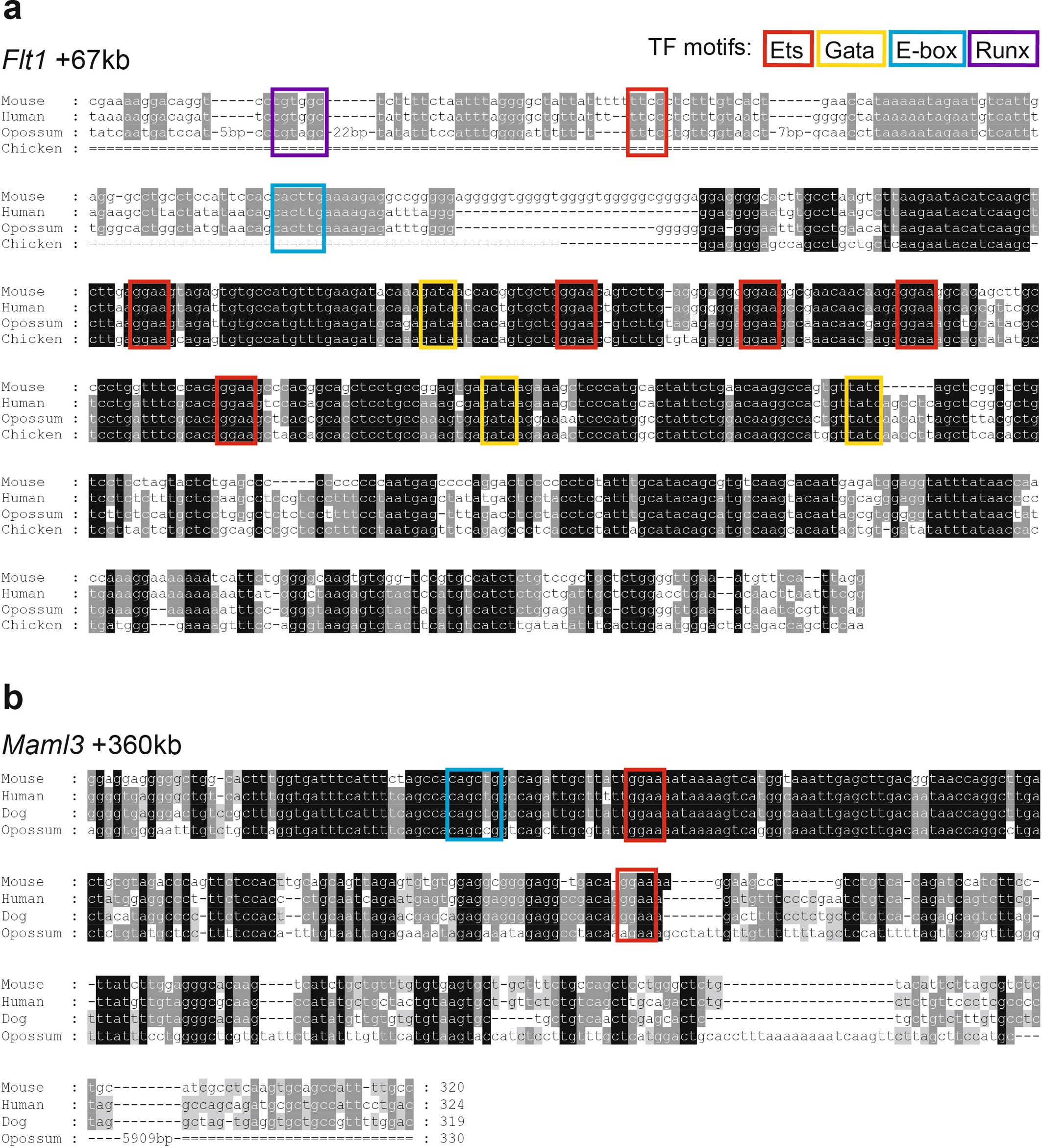 Extended Data Fig. 8: Evolutionary conservation of Flt1 +67 kb and Maml3 +360 kb.