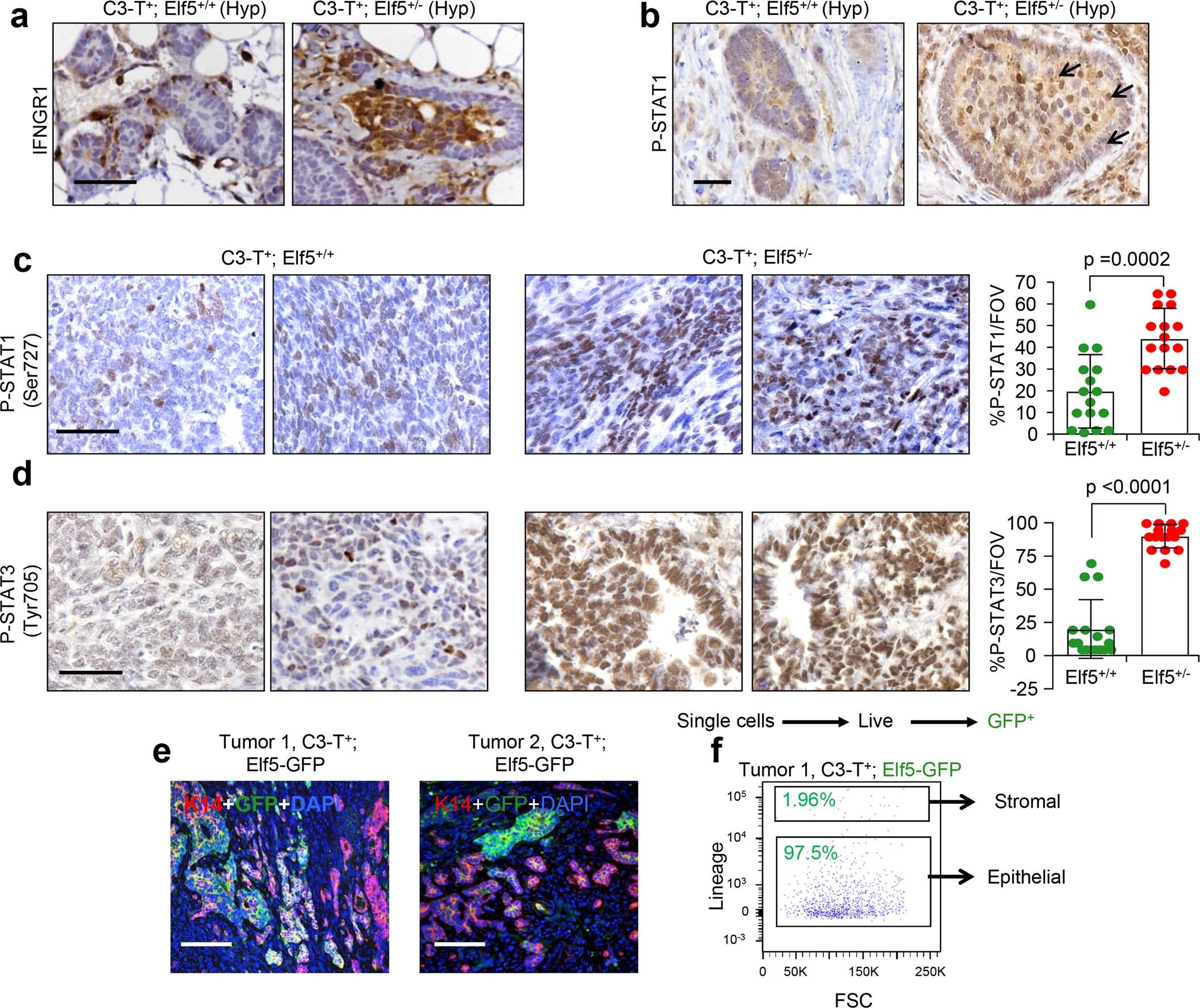 Extended Data Fig. 2: Hyperplastic mammary glands from C3-T+; Elf5+/- tumors show increased P-STAT1 and P-STAT3 protein levels and Elf5 is predominantly expressed in tumor cells.