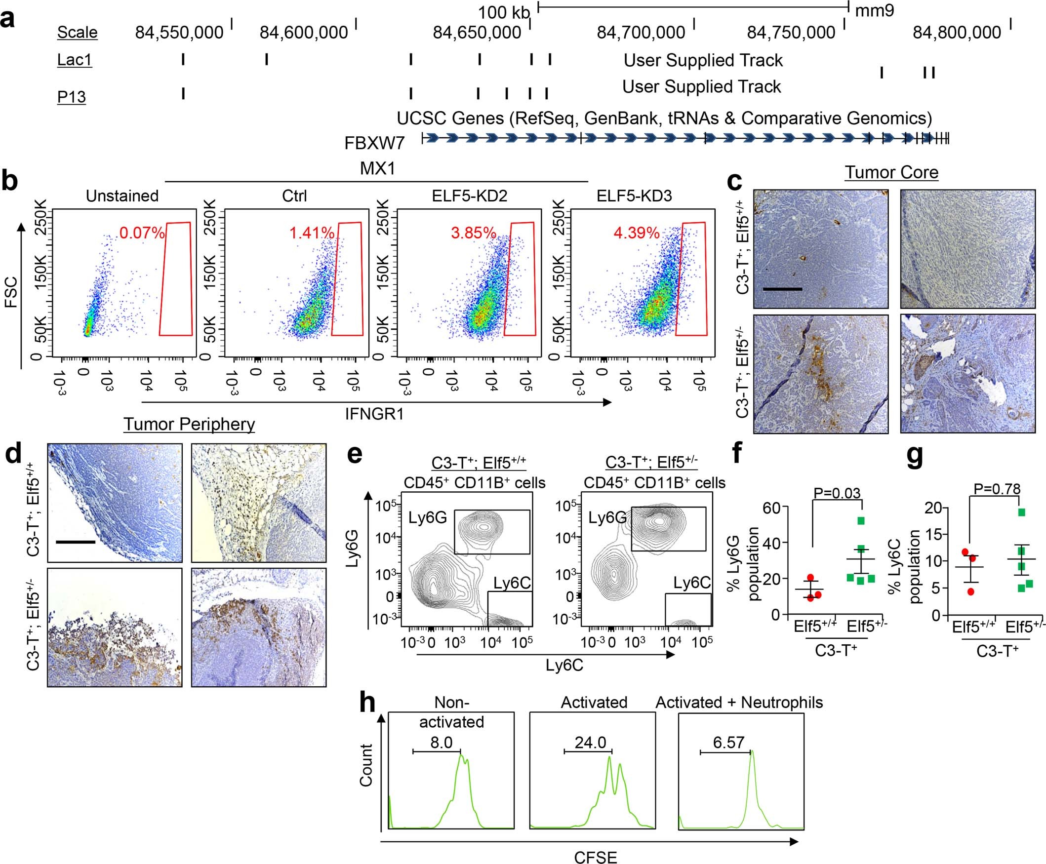 Extended Data Fig. 5: ELF5 binds to multiple genomic loci of FBXW7 in normal mammary epithelial cells and ELF5 KD MX1 cells show increased expression of IFNGR1.