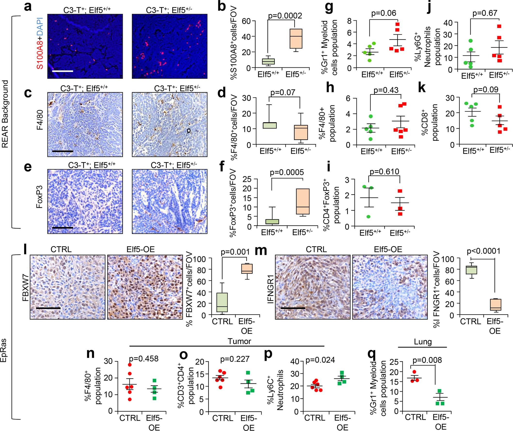 Extended Data Fig. 7: Alteration of Elf5 in tumor cells alters TME in REAR background.