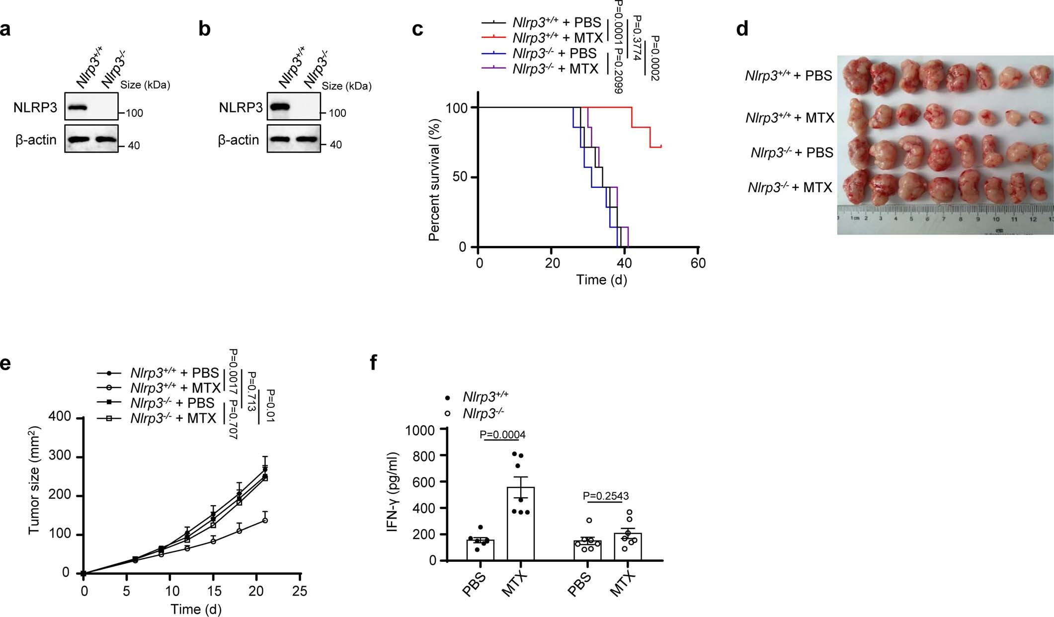 Extended Data Fig. 2: The tumoricidal activity of mitoxantrone depends on the NLRP3 inflammasome.