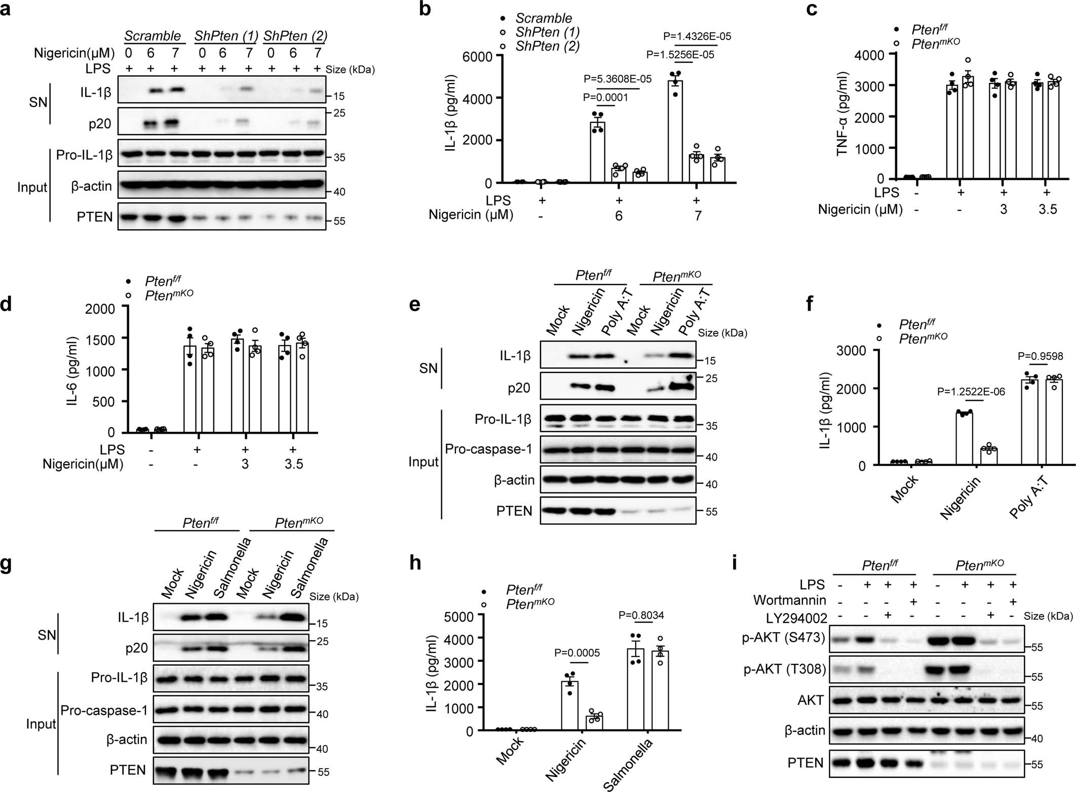 Extended Data Fig. 3: PTEN is required for NLRP3 inflammasome activation.