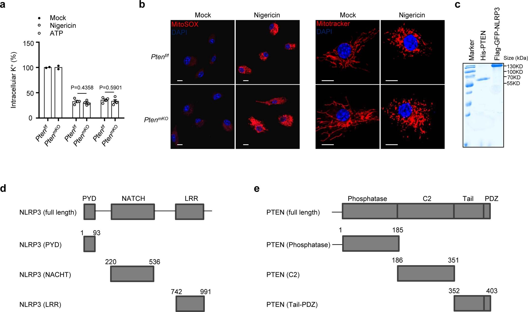 Extended Data Fig. 4: PTEN has no effects on potassium efflux or mitochondrial damage during NLRP3 activation.