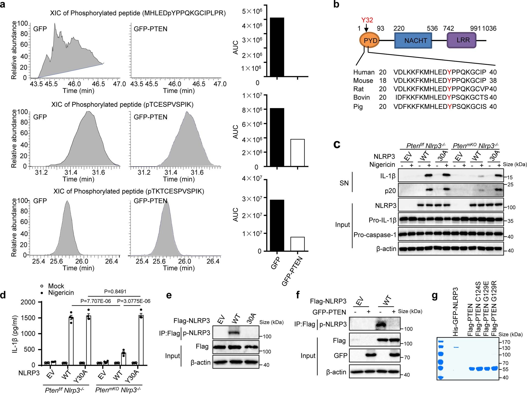 Extended Data Fig. 5: PTEN mediates NLRP3 dephosphorylation at Y32 is required for inflammasome activation.