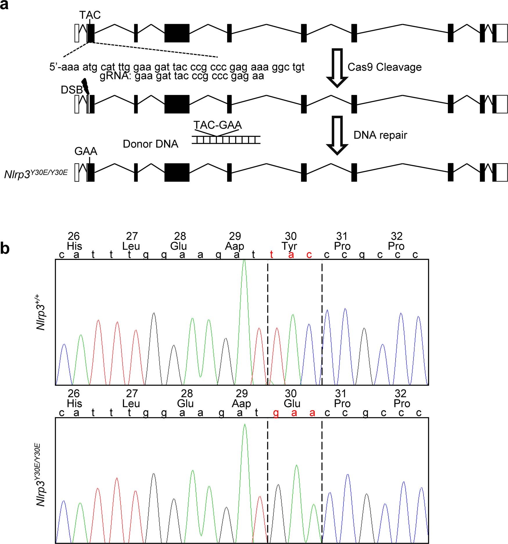 Extended Data Fig. 6: Construction of Nlrp3Y30E/Y30E mice.
