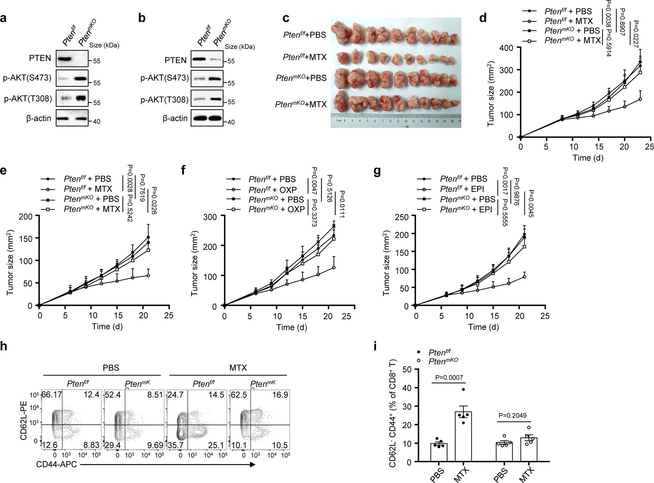 Extended Data Fig. 1: Myeloid-cell PTEN is necessary for chemotherapy.