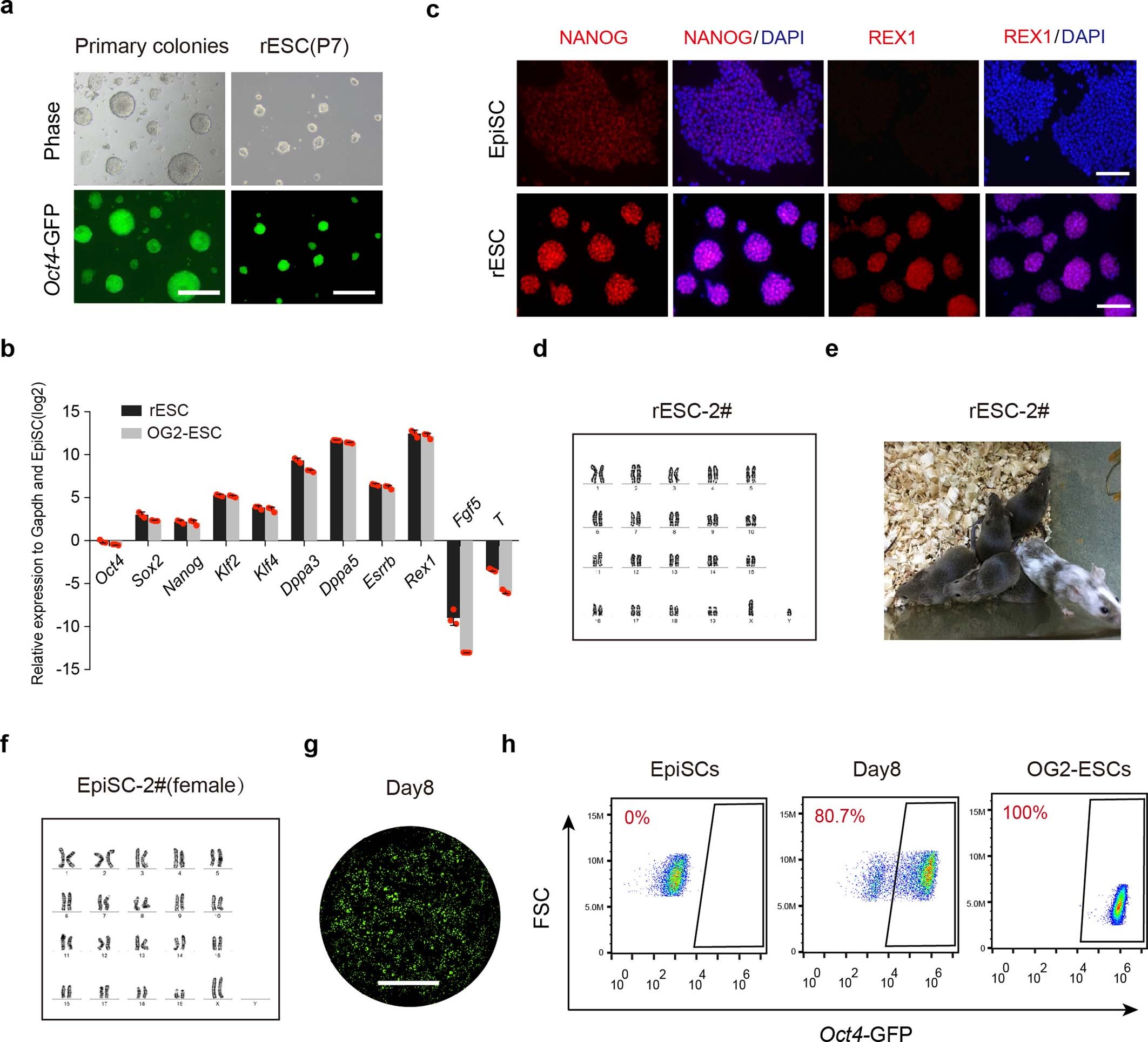 Extended Data Fig. 3: Characterization of the rESCs derived from the enhanced PNT protocol.