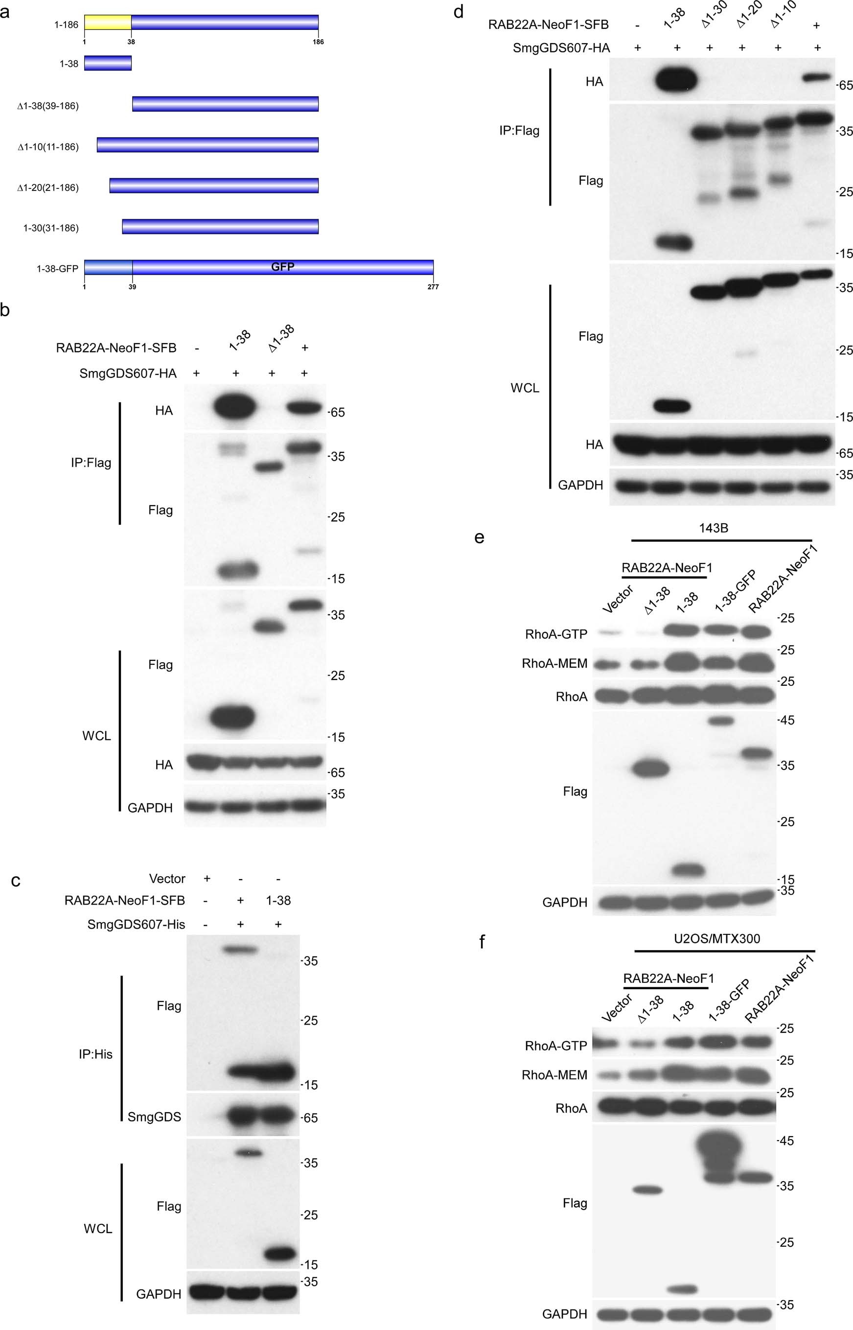 Extended Data Fig. 8: Amino acids 1-10 of RAB22A-NeoF1 are responsible for its binding to SmgGDS607.