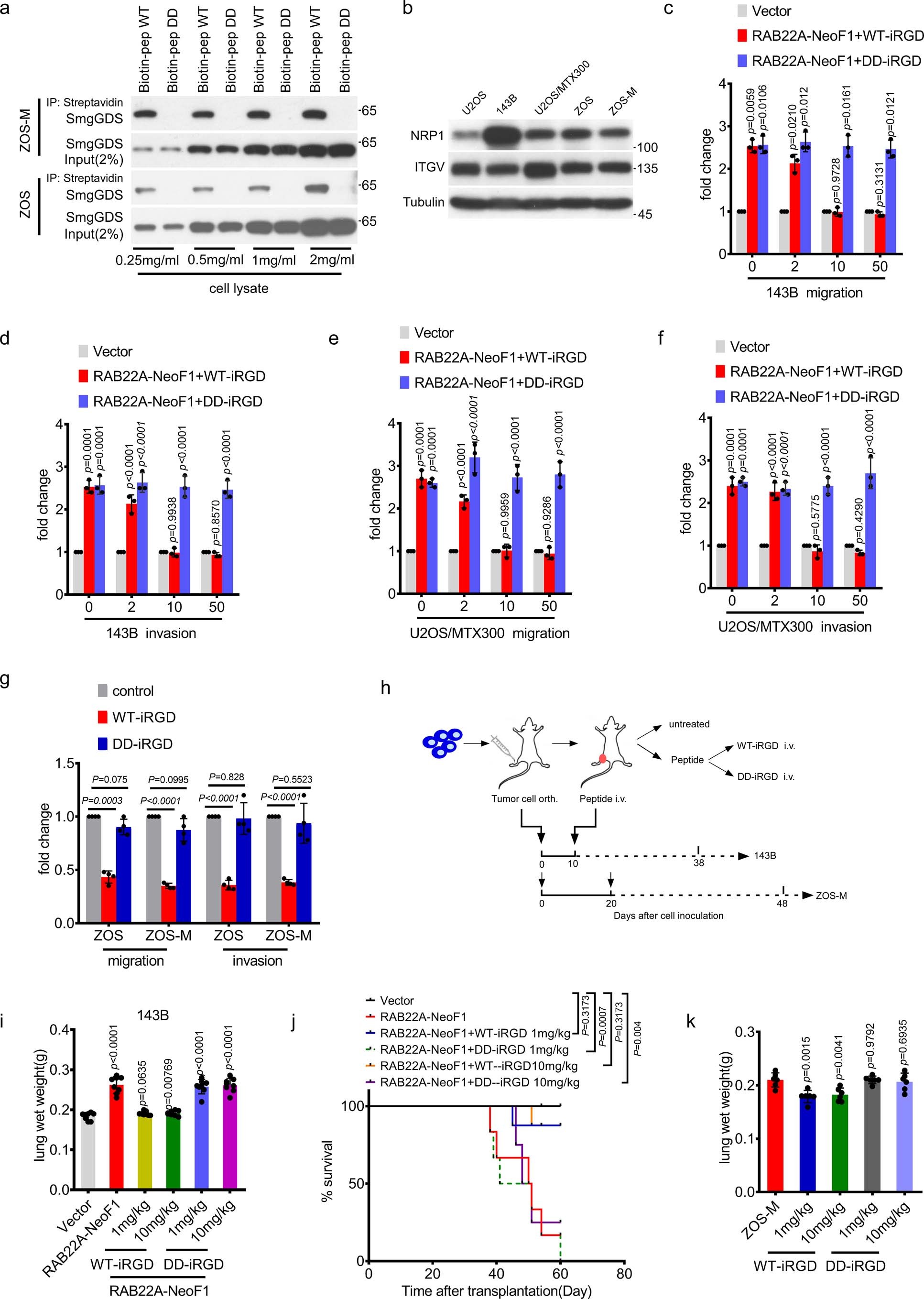 Extended Data Fig. 10: Blocking the interaction between RAB22A-NeoF1 and SmgGDS607 inhibits osteosarcoma lung metastasis.