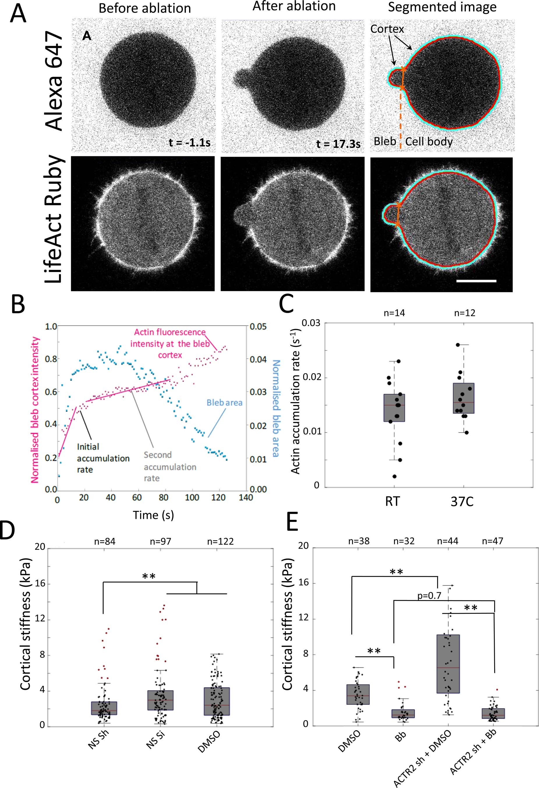 Extended Data Fig. 2: Control experiments for actin accumulation rate and cortical stiffness.