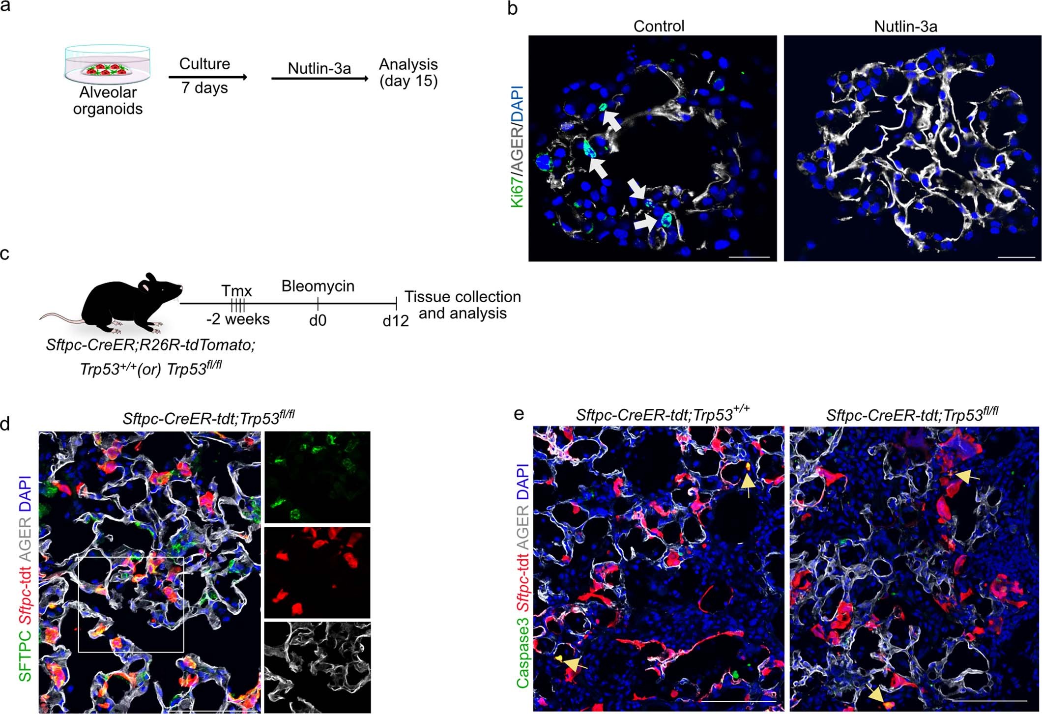 Extended Data Fig. 6