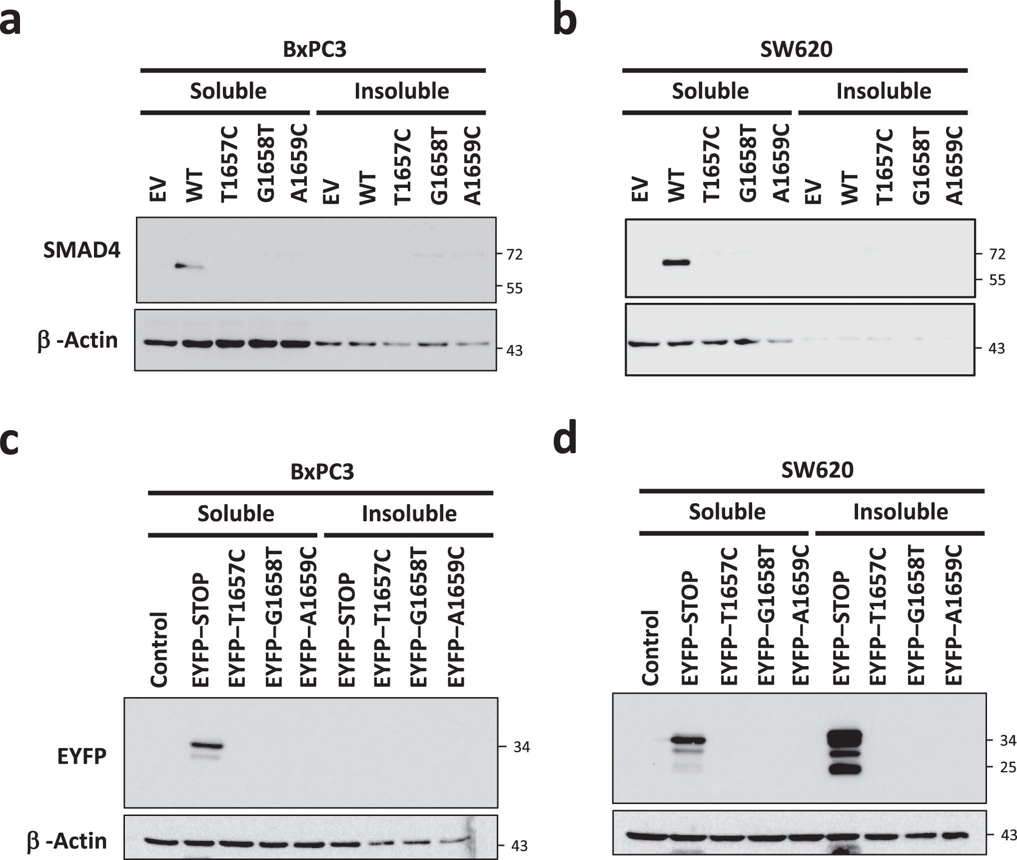 Extended Data Fig. 5: Solubility of SMAD4 nonstop extension mutants.