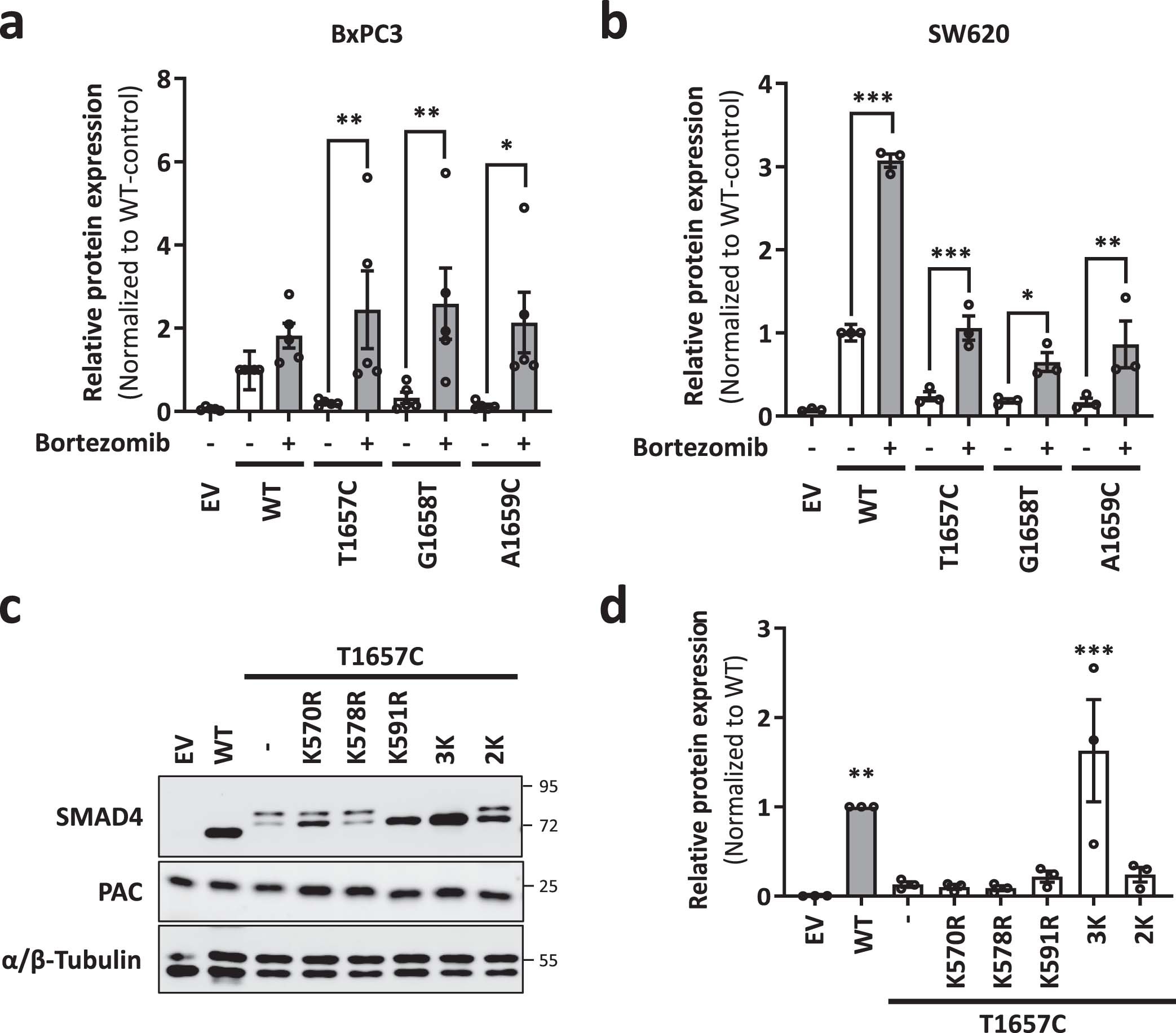 Extended Data Fig. 6: Bortezomib- and mutation-mediated rescue of SMAD4 NSExt mutant expression.