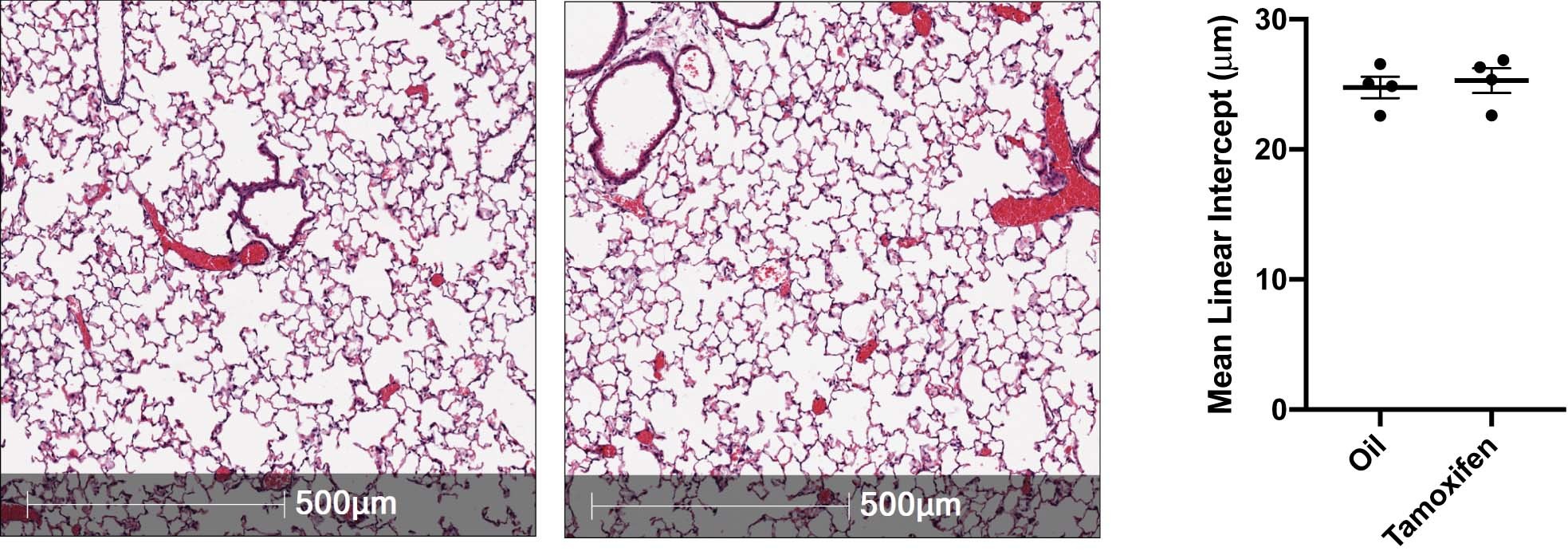 Extended Data Fig. 4: Loss of Stat3 in AT2 cells does not alter distal lung morphology.