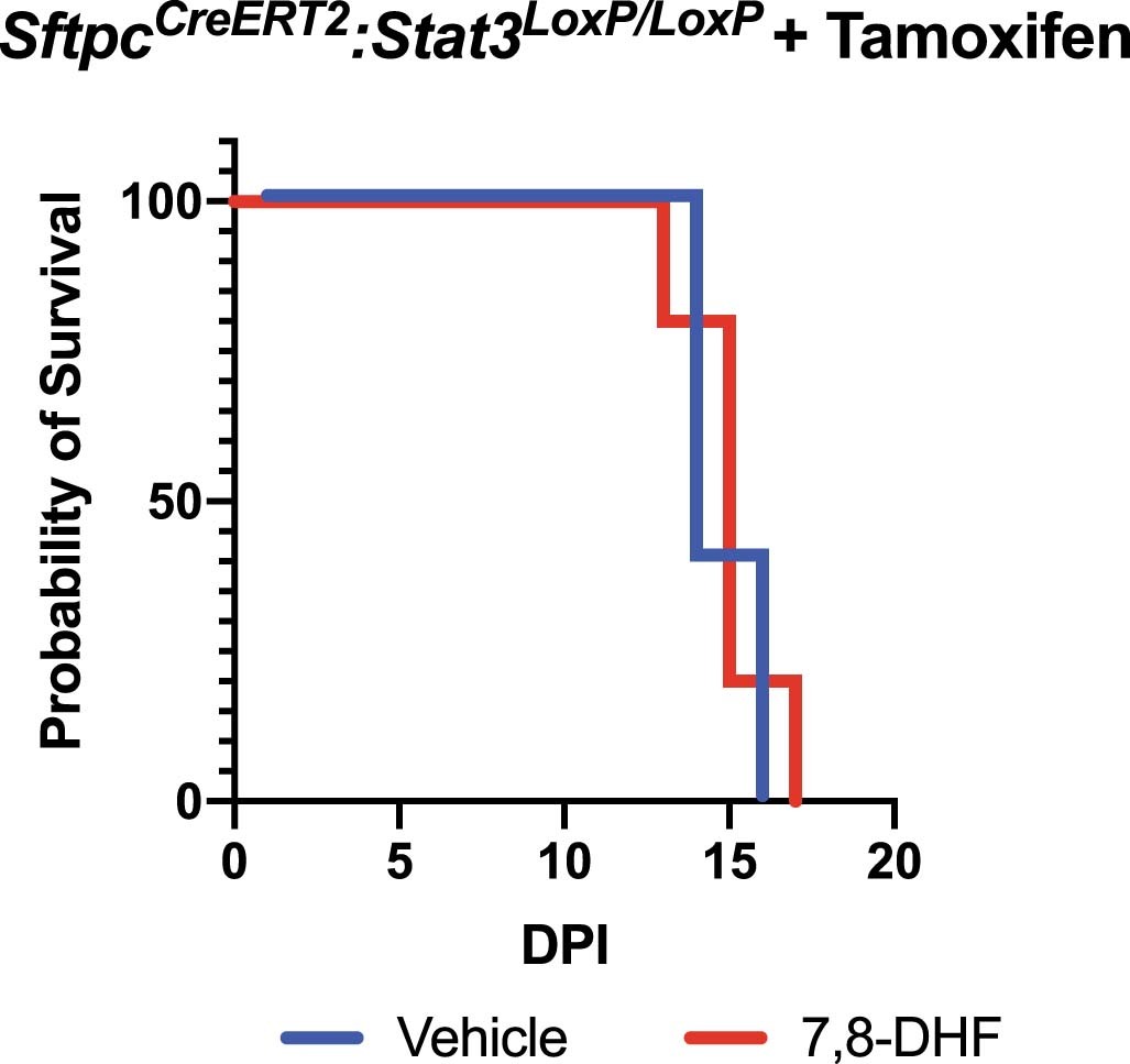 Extended Data Fig. 10: The TrkB agonist 7,8-DHF is unable to rescue mice with an AT2-specific Stat3 deletion.