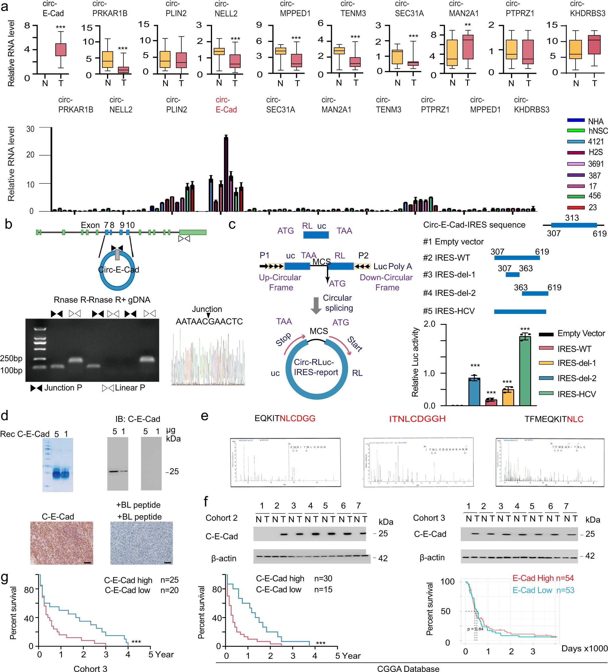 Extended Data Fig. 2: Expression of circ-E-cad RNA in GBM; identification of IRES in circ-E-cad RNA; characterization of the anti-C-E-cad antibody (Related to Fig. 2).