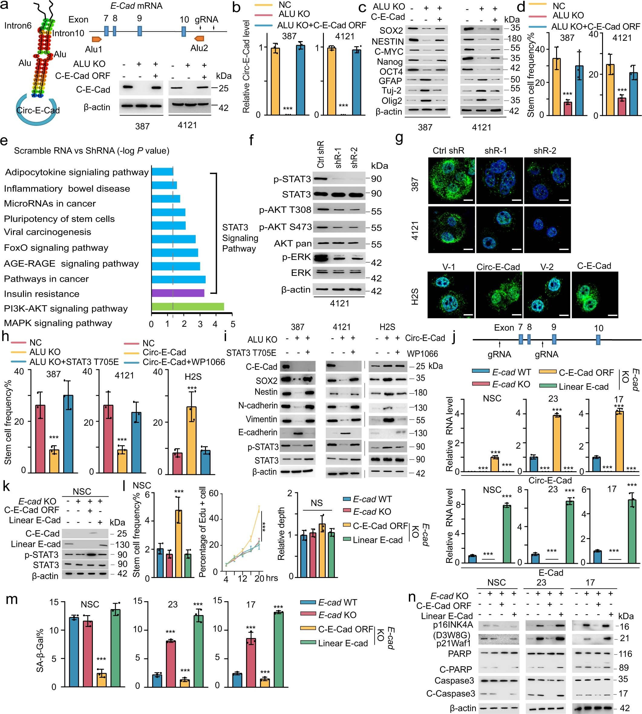 Extended Data Fig. 4: Flanking ALU sequences are required to form circ-E-cad RNA; C-E-Cad activates STAT3, AKT and ERK signalling and independent functions of C-E-cad and E-cadherin. (Related to Figs. 3 and 4).