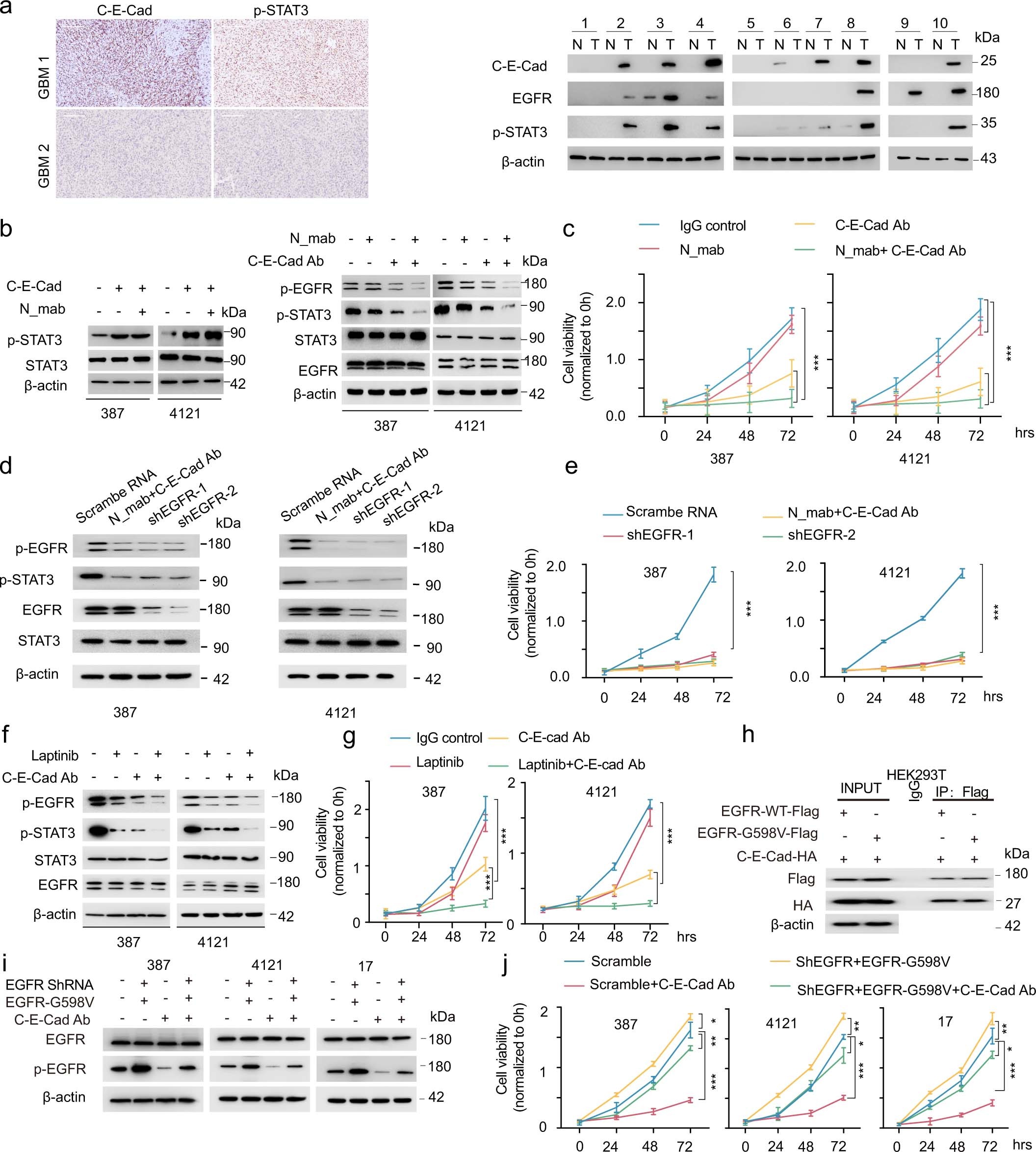 Extended Data Fig. 7: Clinical implication of the anti-C-E-cad antibody in vitro. (Related to Fig. 8).