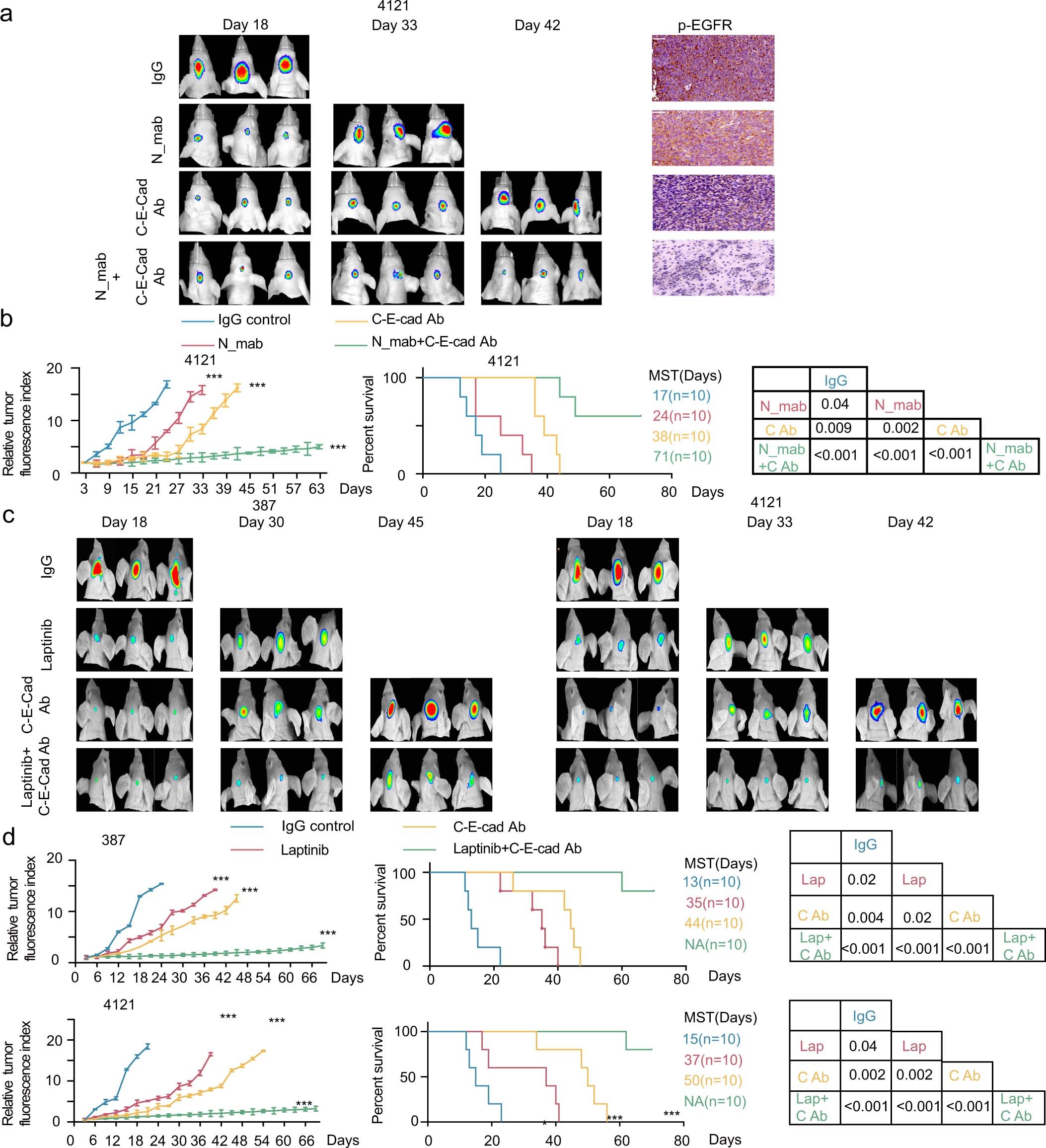 Extended Data Fig. 8: Clinical implication of the anti-C-E-cad antibody in vivo. (Related to Fig. 8).