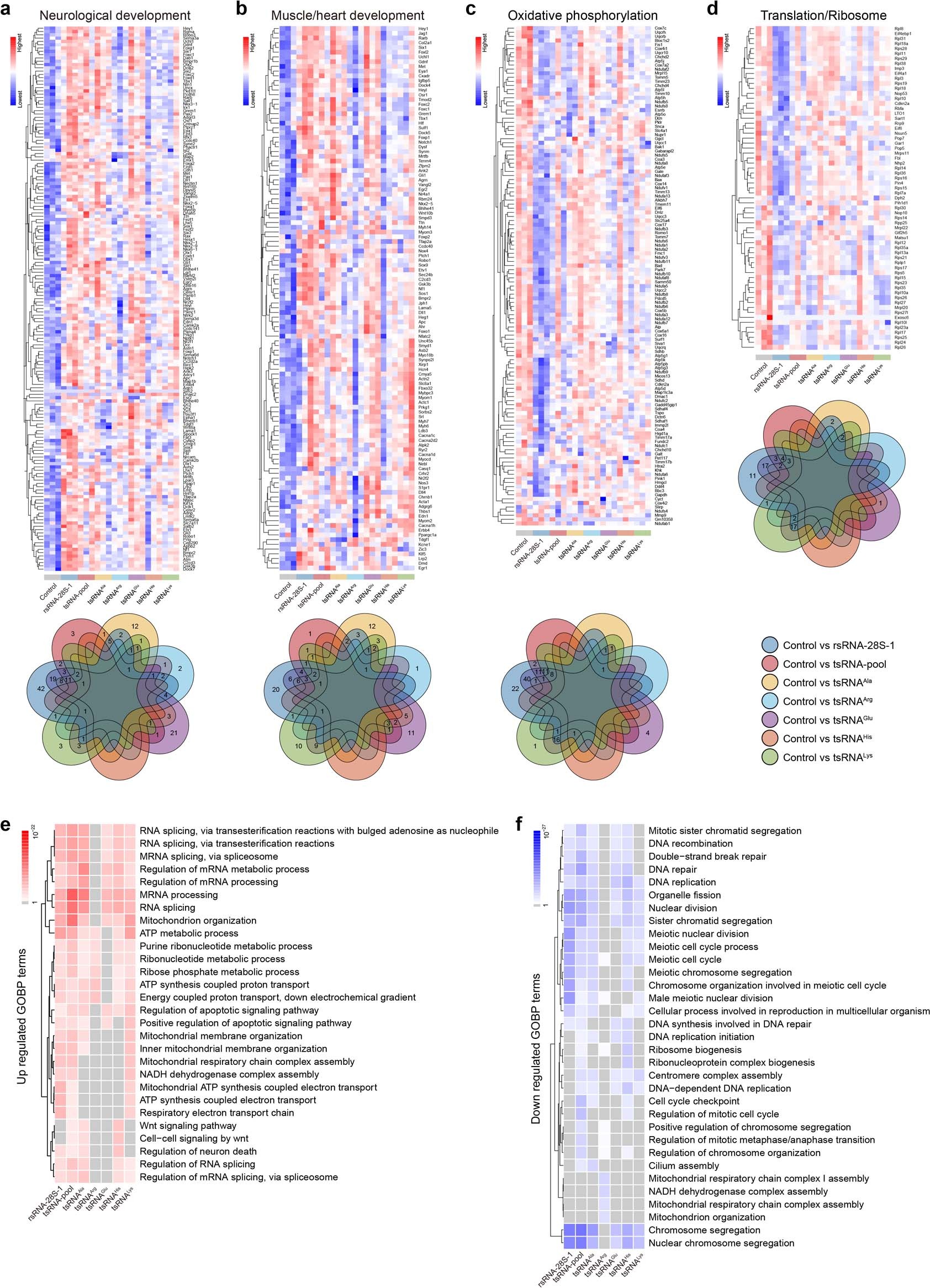 Extended Data Fig. 10: Expression heatmap of the differentially expressed genes from representative GOBP terms in Day6 and Enriched GOBP terms of differential expressed genes in Day3 EBs after tsRNA/rsRNA transfection.