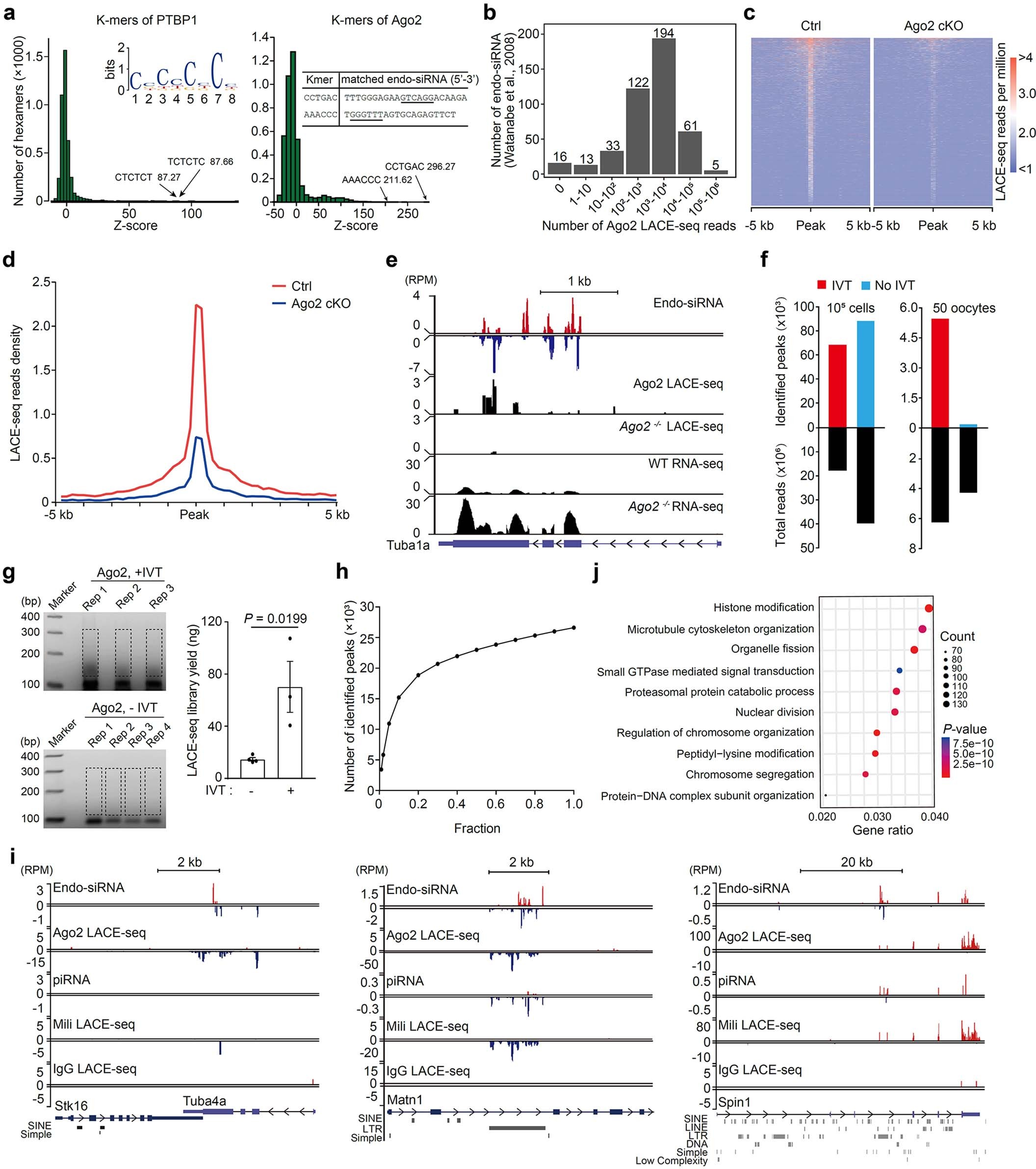 Extended Data Fig. 4: Analysis of PTBP1, Ago2, and Mili binding features in mouse oocytes.