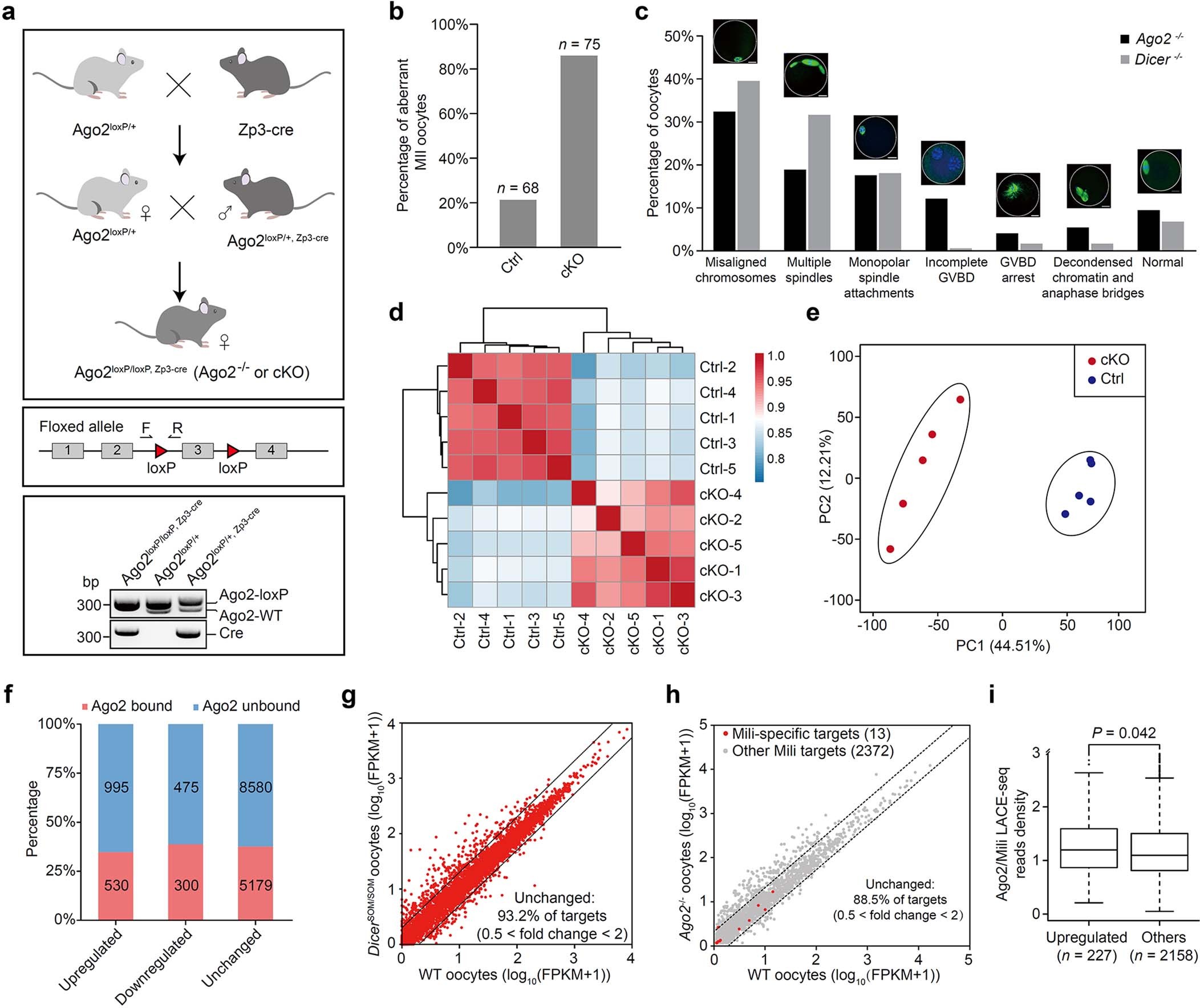Extended Data Fig. 5: The meiotic defects of oocytes in Ago2 conditional knockout mice.