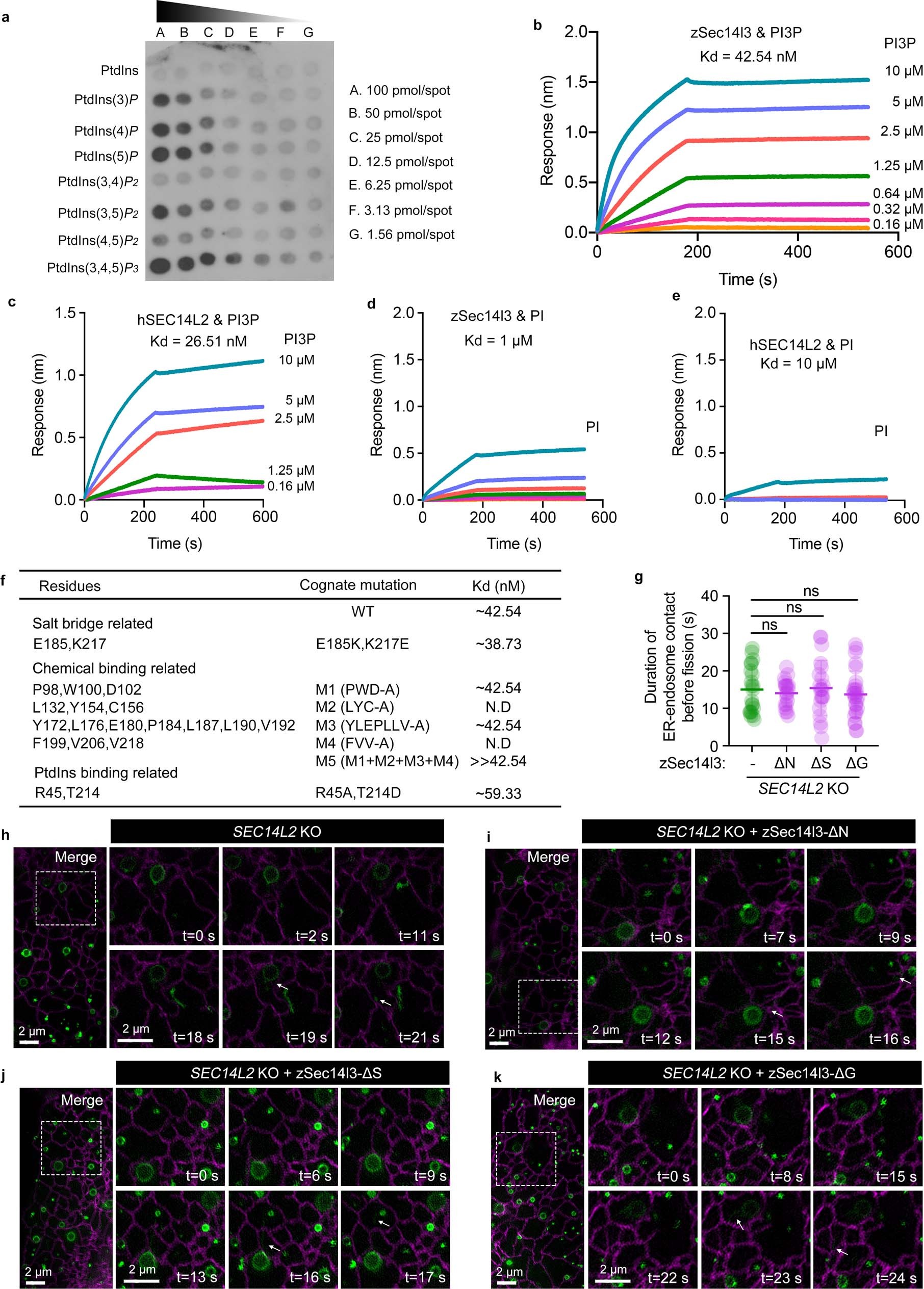 Extended Data Fig. 7: Lipid binding activity of zSec14l3 or hSEC14L2.