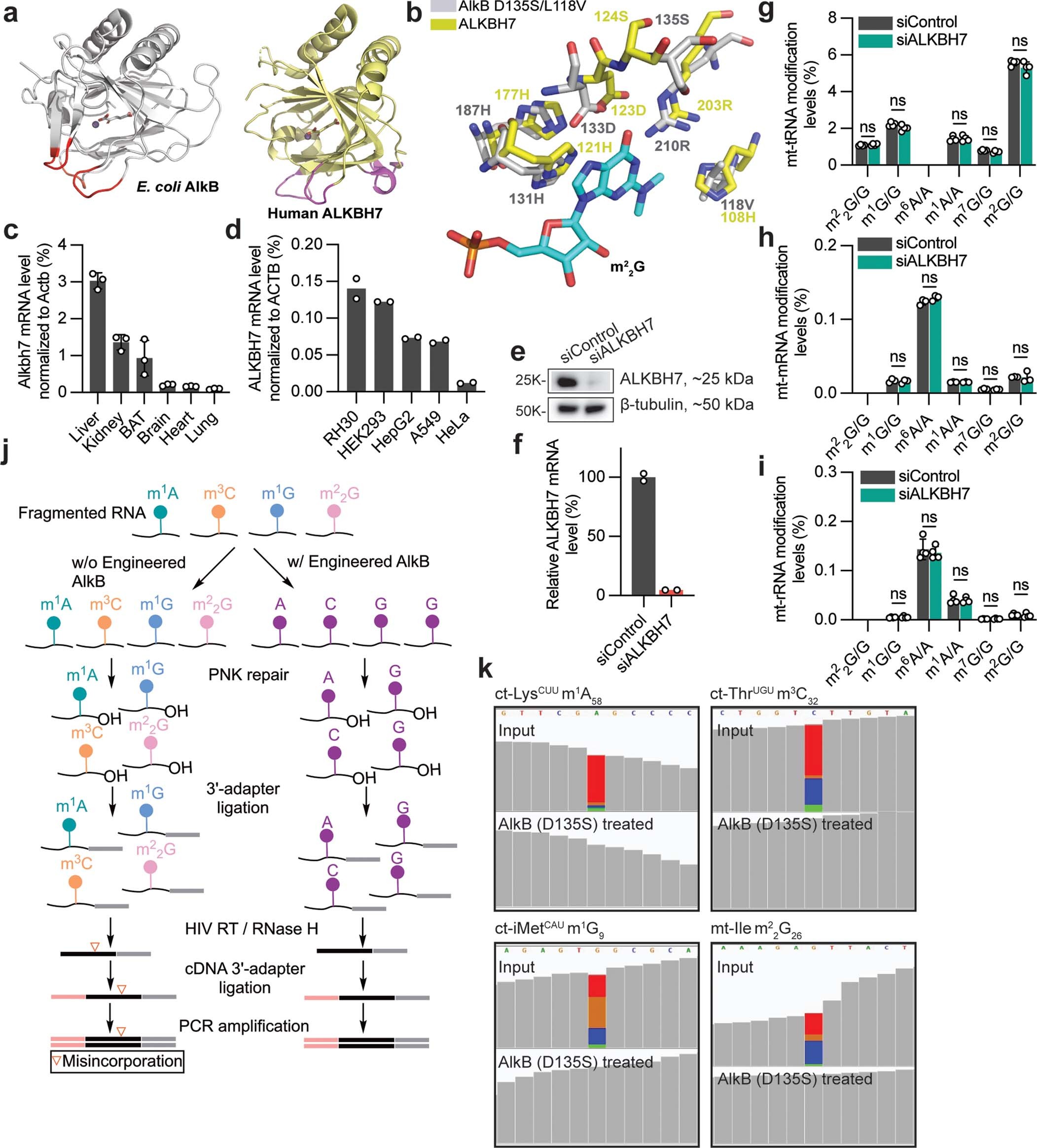 Extended Data Fig. 1: Human ALKBH7 effect on mt-RNA methylations by mass spec and the development of DAMM-seq to detect m1A, m3C, m1G and m22G in one sequencing run via misincorporation signature.