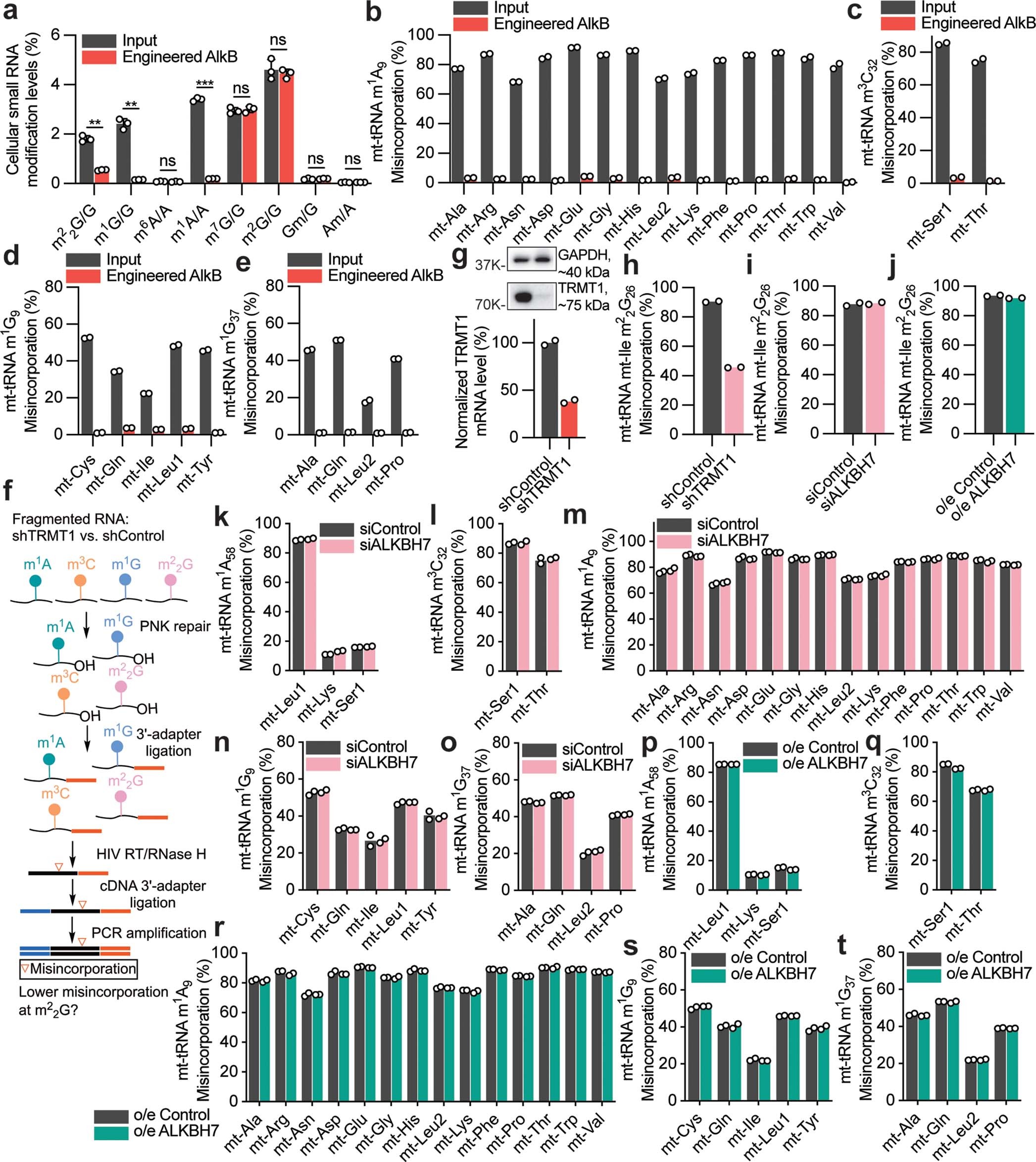 Extended Data Fig. 2: DAMM-seq reveals methylated sites in mitochondrial tRNA, and ALKBH7 does not demethylate m22G or other methylated bases (m1A, m3C, m1G) in mature mt-tRNAs.