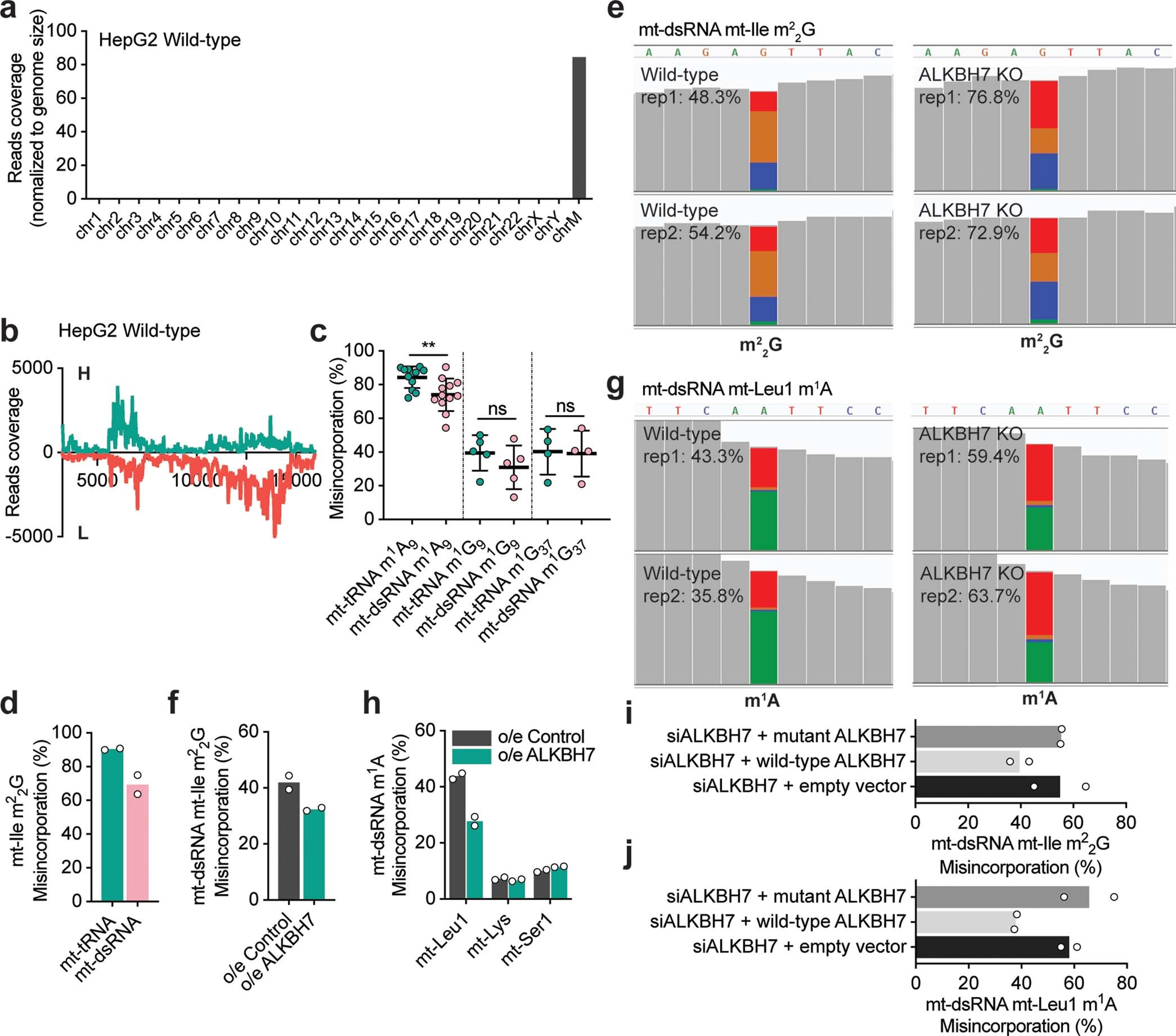Extended Data Fig. 3: ALKBH7 regulates demethylation of m22G (mt-Ile region) and m1A (mt-Leu1 region) in mitochondrial dsRNA in vivo.