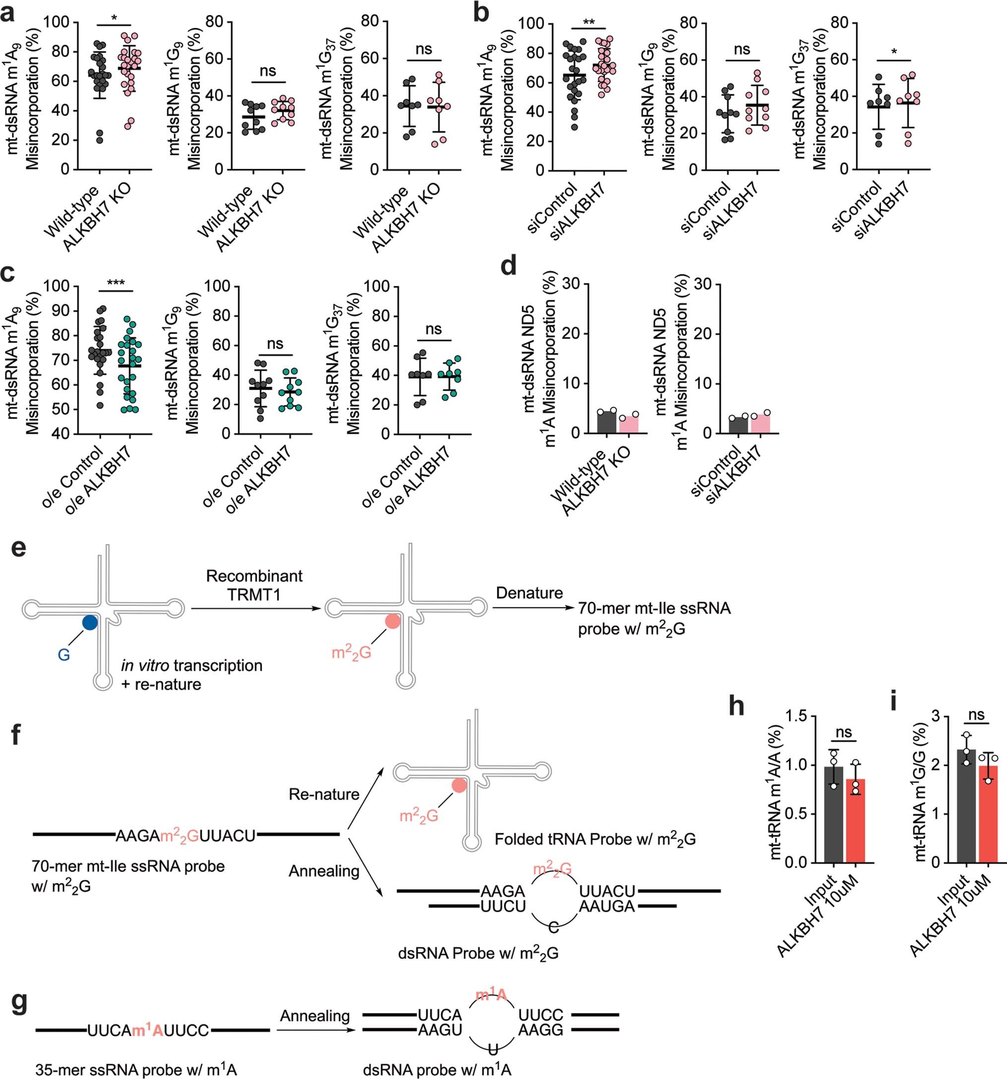 Extended Data Fig. 4: ALKBH7 demethylation effect on other methylations (such as m1A9, m1G9, and m1G37) within mitochondrial dsRNA is lower than that on Ile-m22G and Leu1-m1A inside cells.