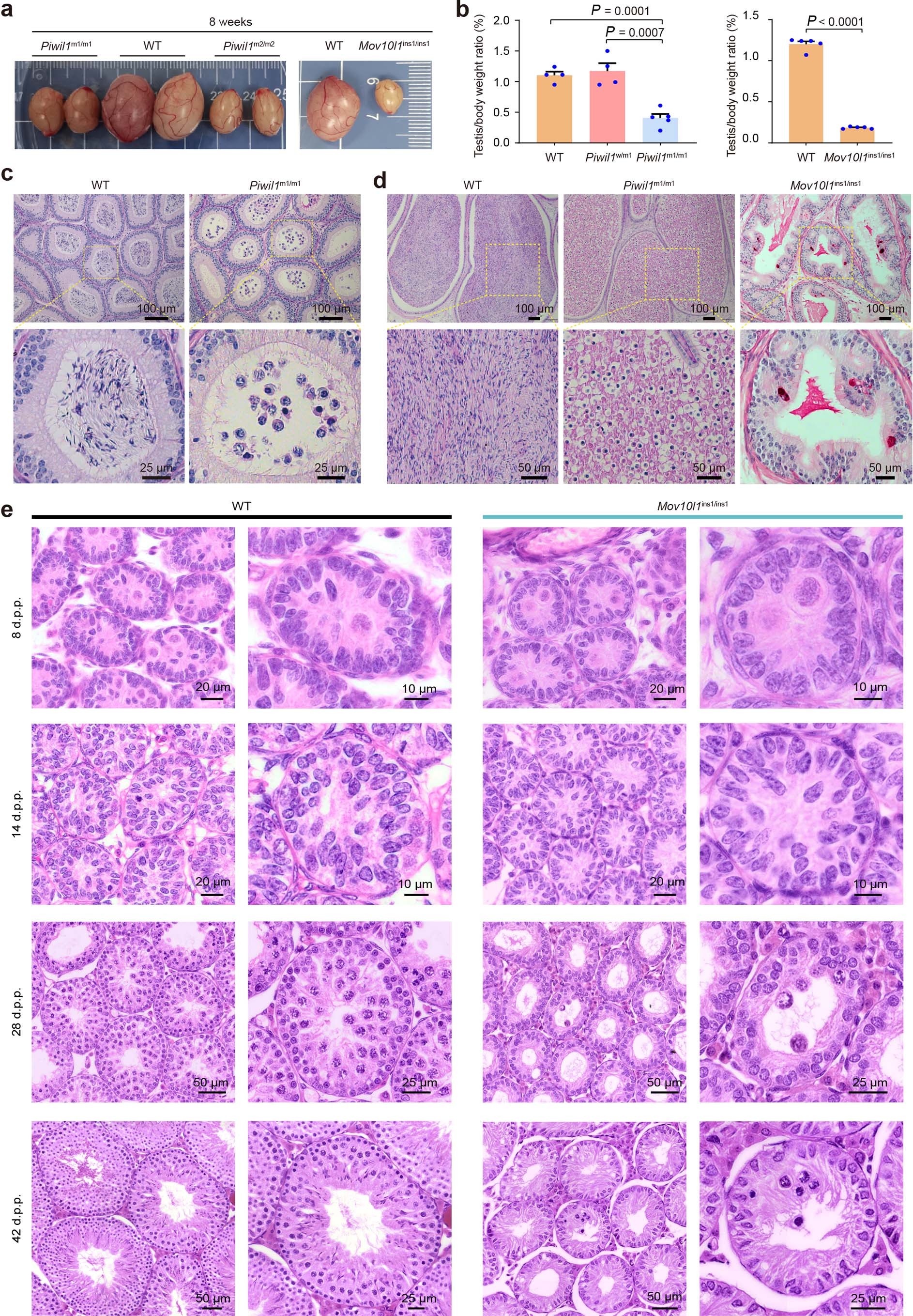 Extended Data Fig. 3: Spermatogenesis defects in Piwil1- and Mov10l1-deficient golden hamsters.