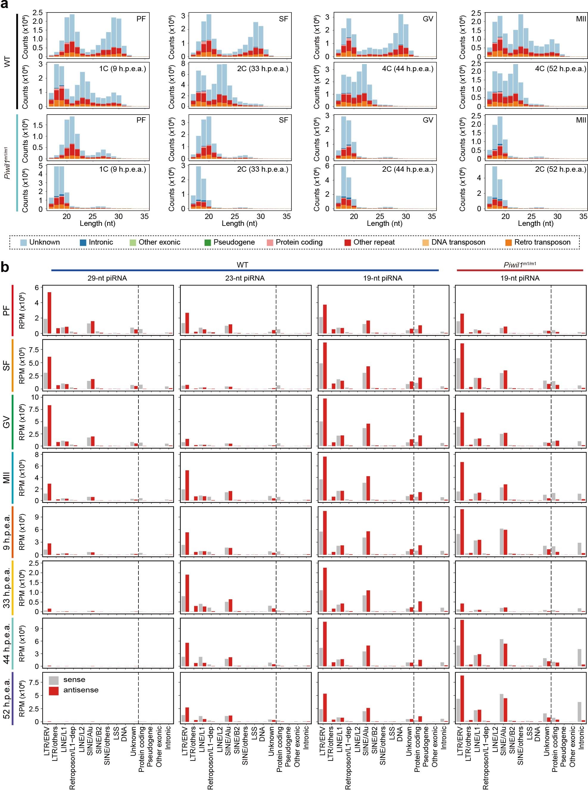 Extended Data Fig. 6: Genomic distribution of piRNAs at different stages.