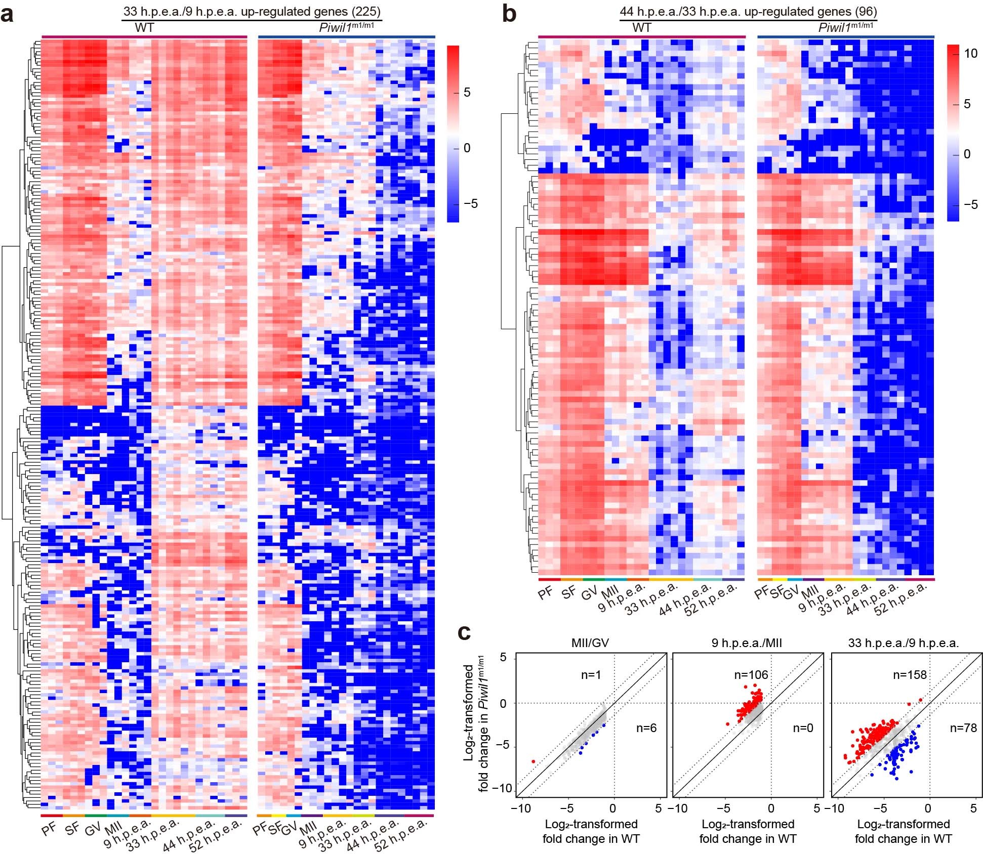 Extended Data Fig. 10: ZGA is impaired in maternal Piwil1-deficient embryos.