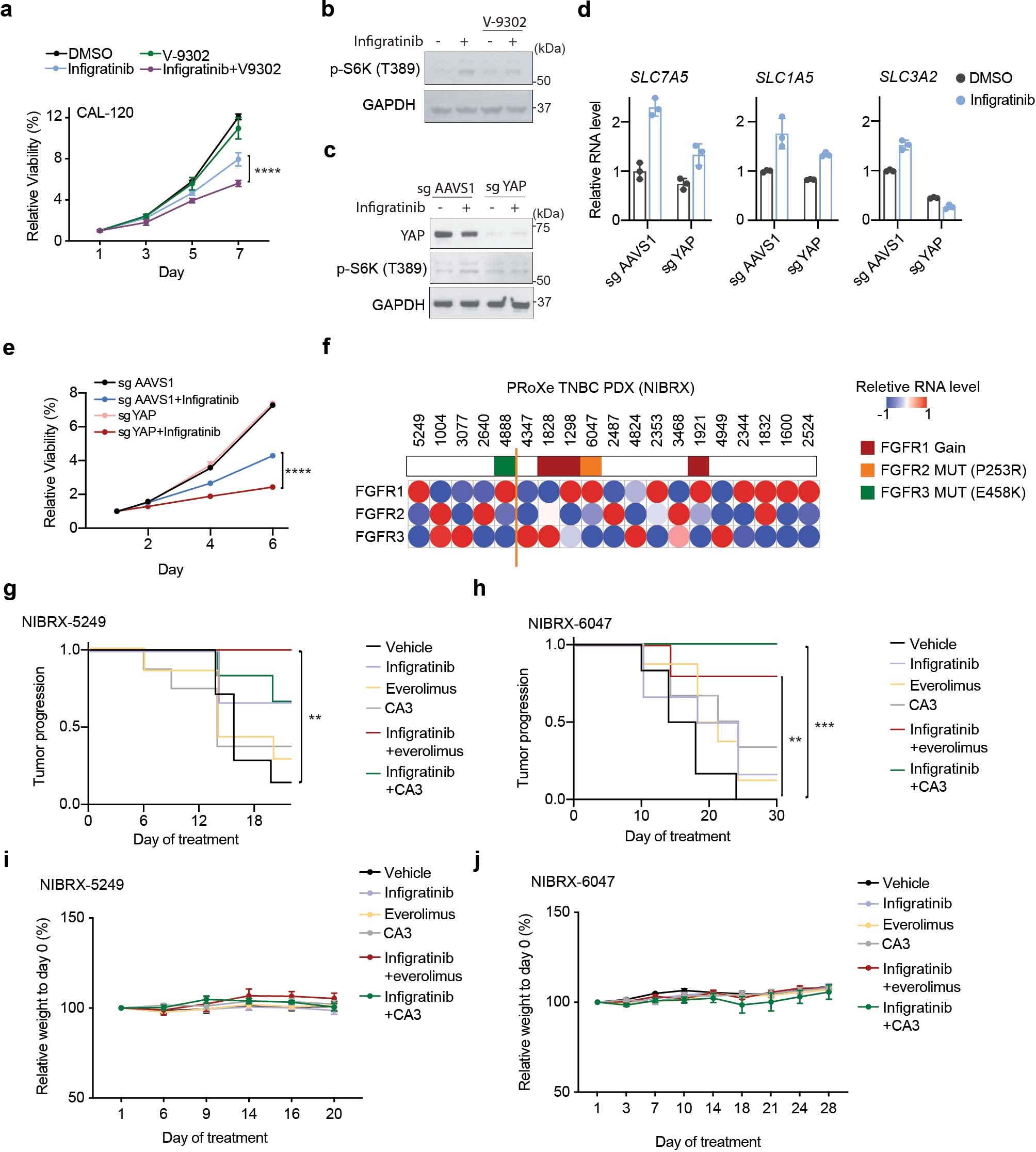 Extended Data Fig. 6: Combinatorial strategies for treating FGFR-aberrant patient-derived mouse xenografts.