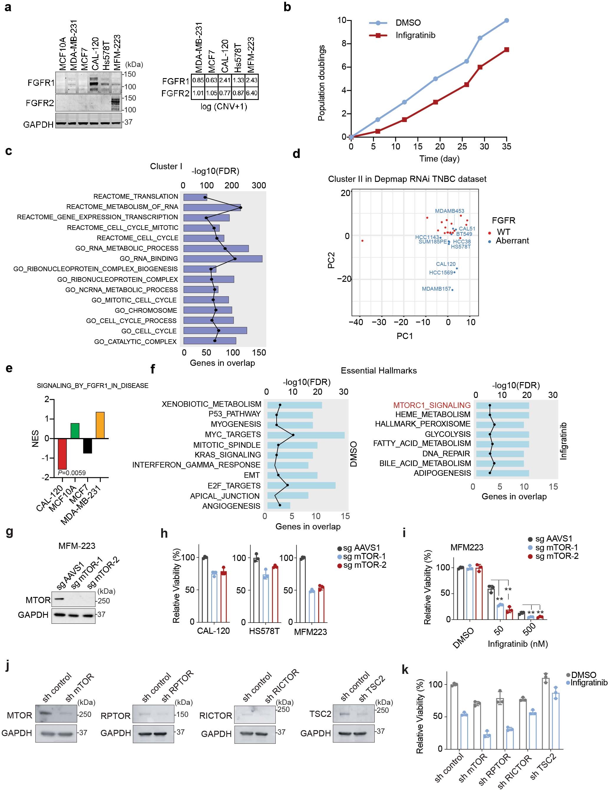Extended Data Fig. 1: A genome-wide CRISPR knock out screen identifies genetic dependencies in FGFR-aberrant TNBC.