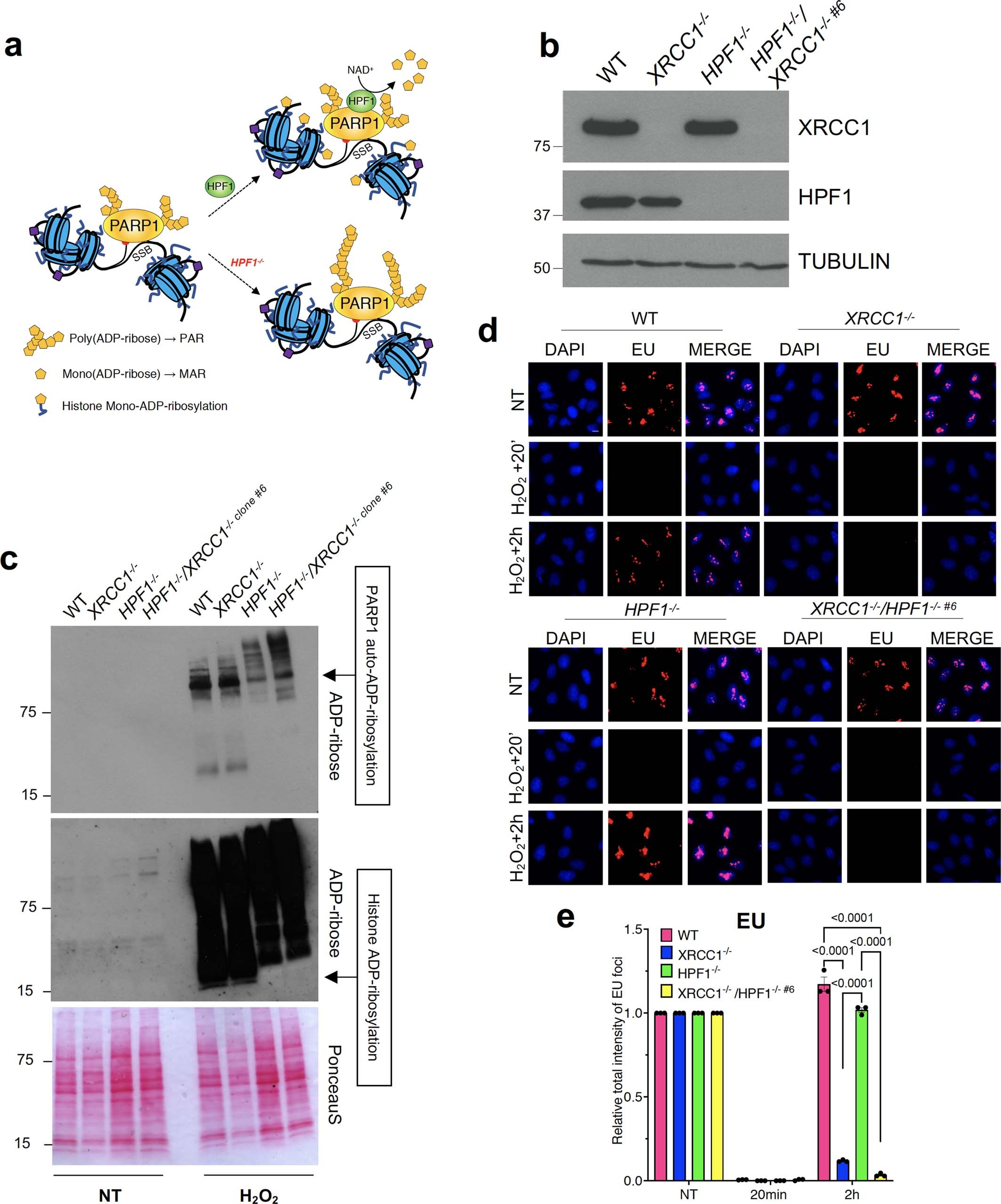 Extended Data Fig. 7: Deletion of the histone ADP-ribosylation factor HPF1 does not rescue transcription recovery in XRCC1−/− RPE-1 cells.