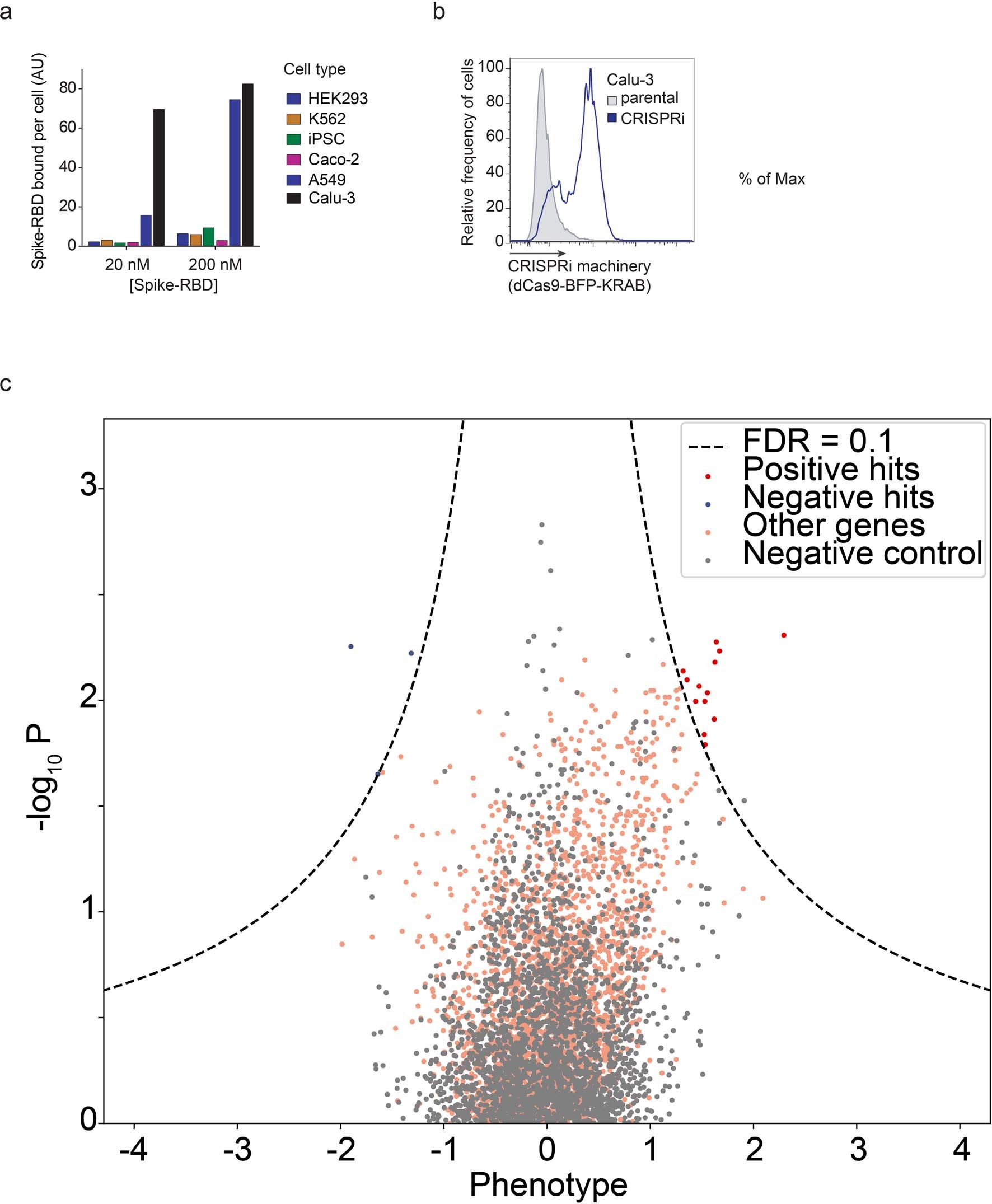 Extended Data Fig. 1: Calu-3 cells bind Spike-RBD specifically and were engineered to express CRISPRi machinery enabling CRISPRi screening.