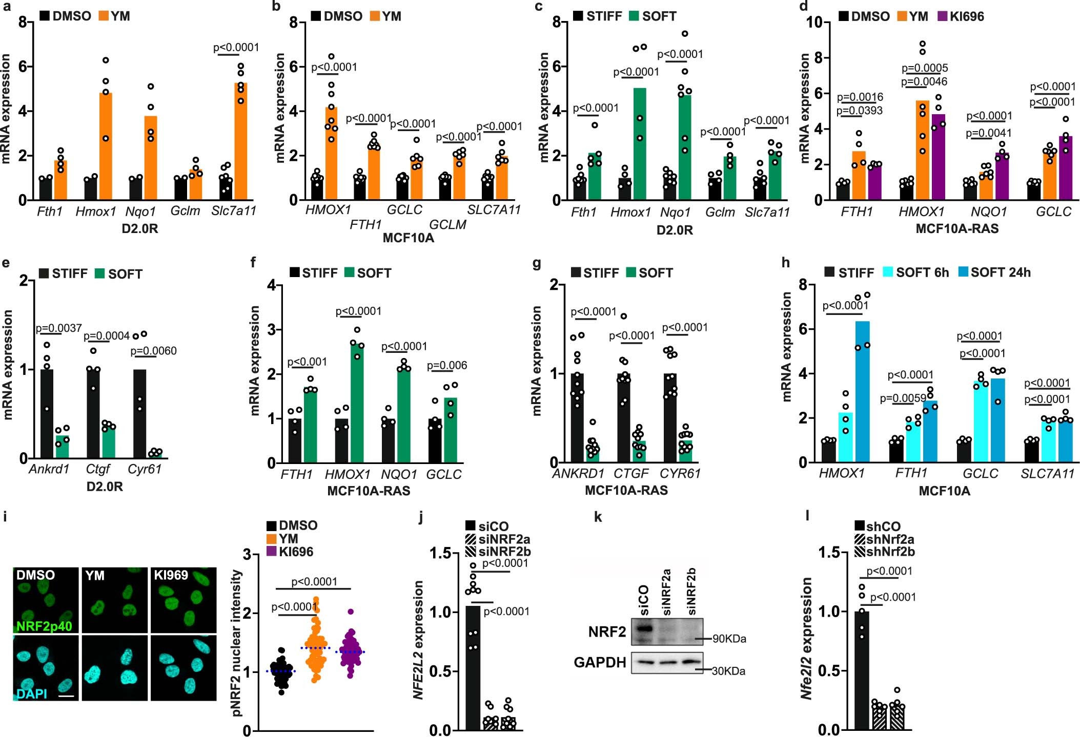 Extended Data Fig. 3: ECM stiffness regulates NRF2 activity.