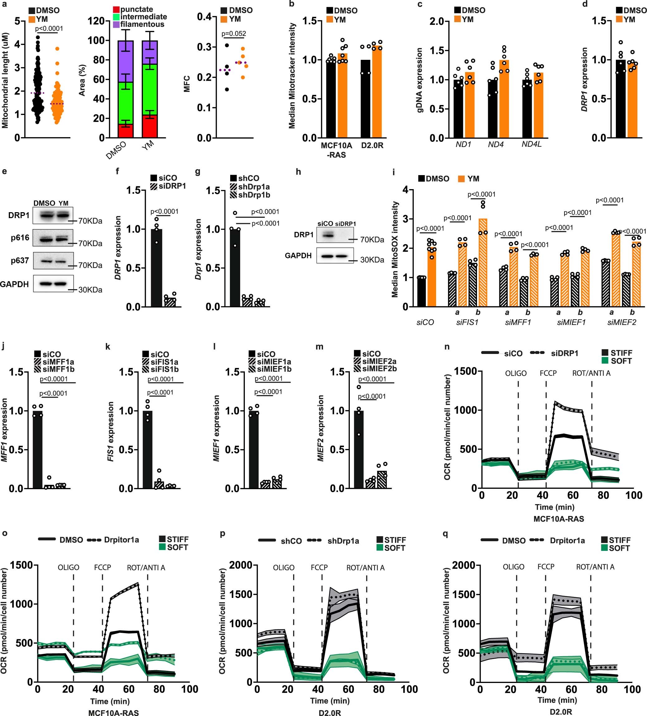 Extended Data Fig. 6: ECM stiffness regulates mitochondrial fission through DRP1.