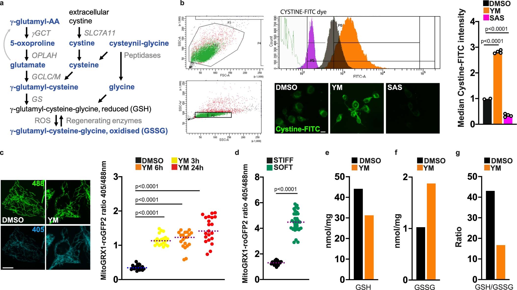 Extended Data Fig. 1: ECM stiffness regulates cystine metabolism and glutathione oxidation.