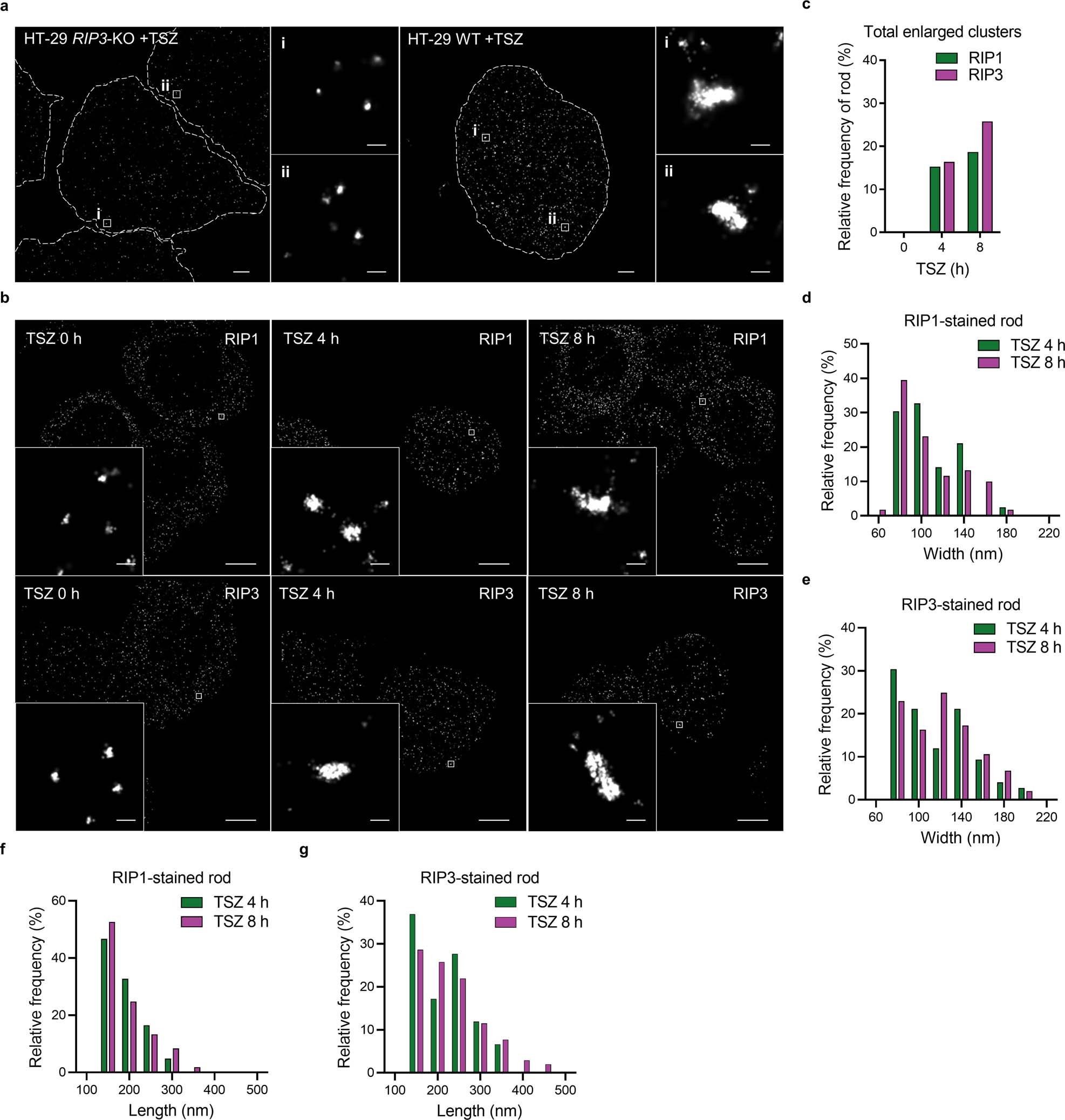 Extended Data Fig. 3: Rod-shaped structure is a general feature of cellular necrosome.