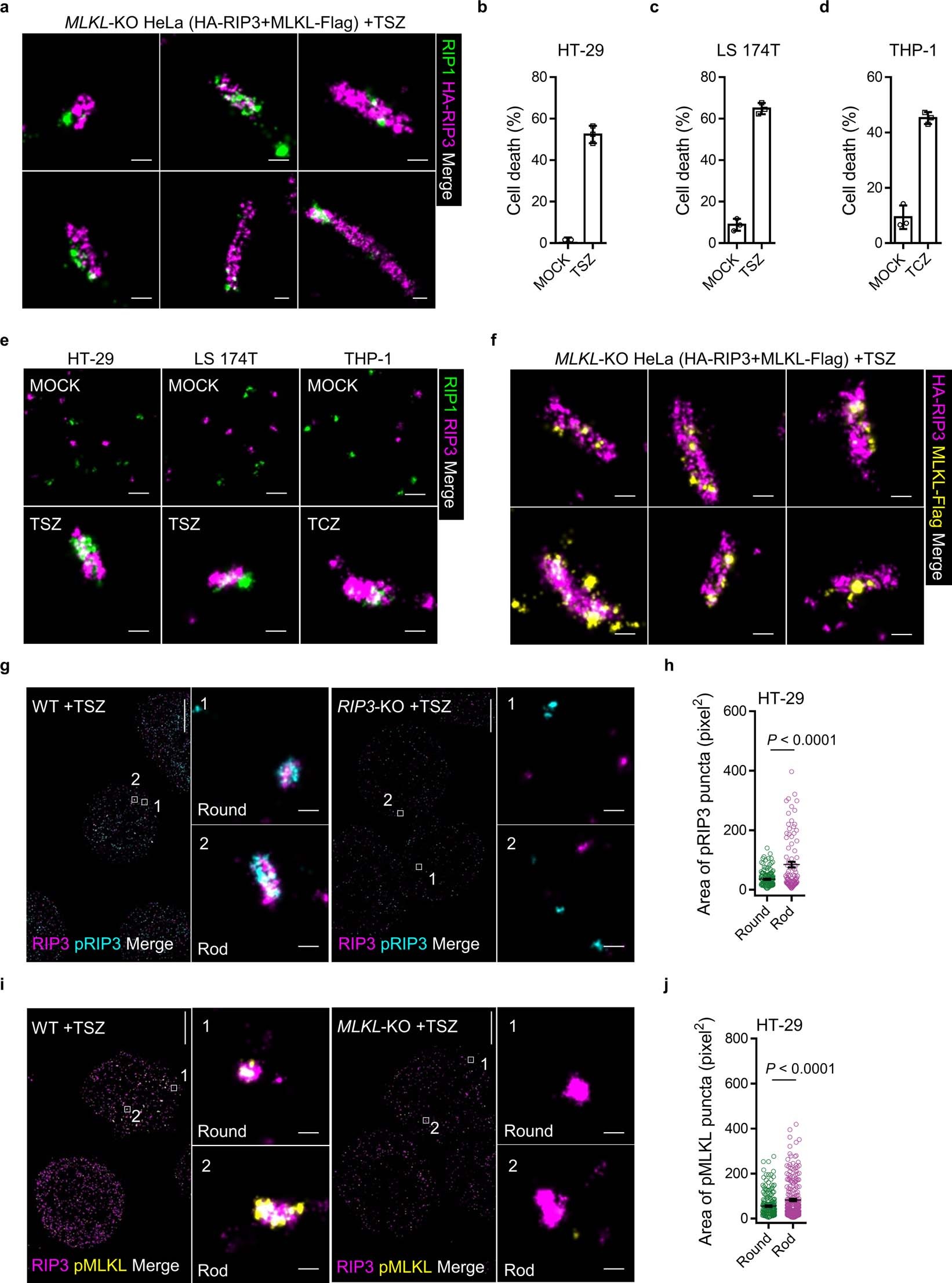 Extended Data Fig. 5: Two-color STORM imaging of rod-shaped necrosomes.