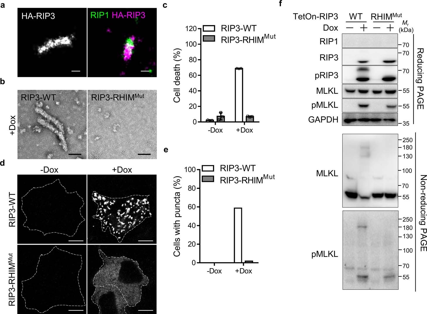 Extended Data Fig. 6: RIP1 is dispensable for RIP3 rods formation by overexpressed RIP3 and RIP3 overexpression-induced necroptosis.