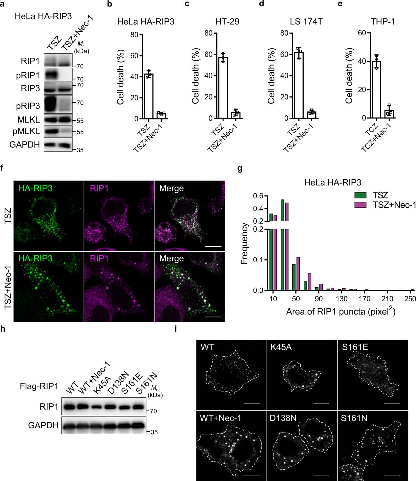 Extended Data Fig. 7: Disordered RIP1 complexes by non-phosphorylated RIP1.