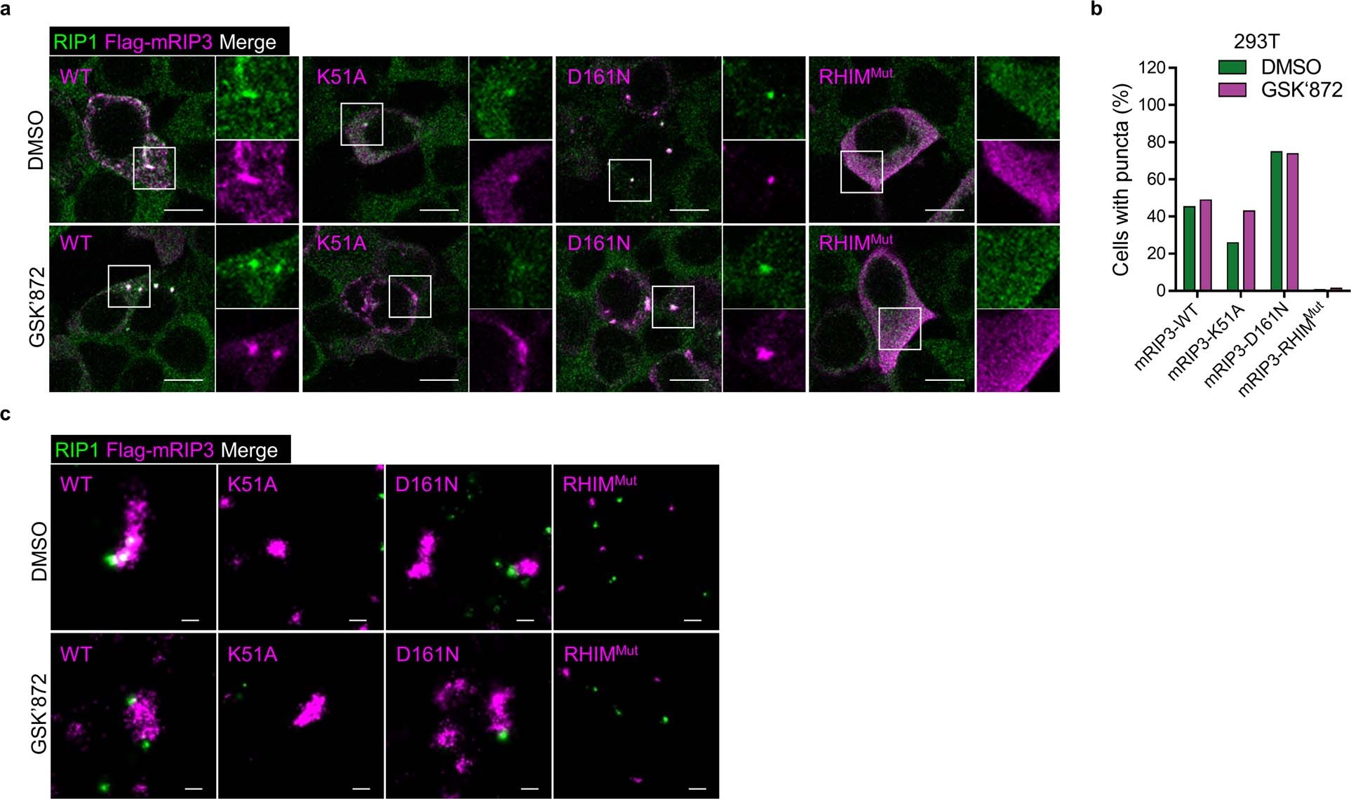 Extended Data Fig. 9: The effects of expression of mRIP3 WT or mutants in HEK293T cells.