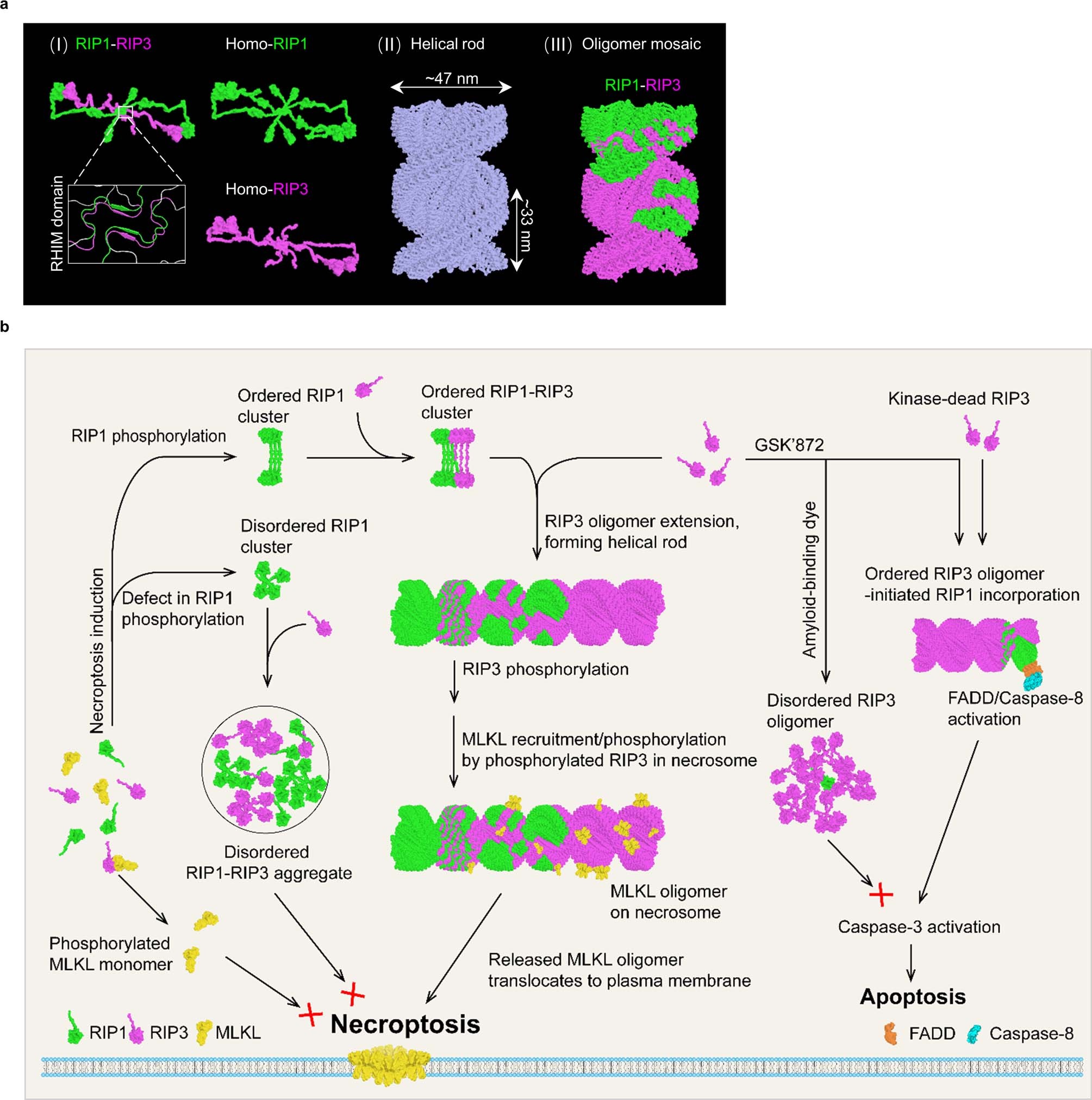 Extended Data Fig. 10: Model of the assembly and function of mosaic RIP1-RIP3 rods.