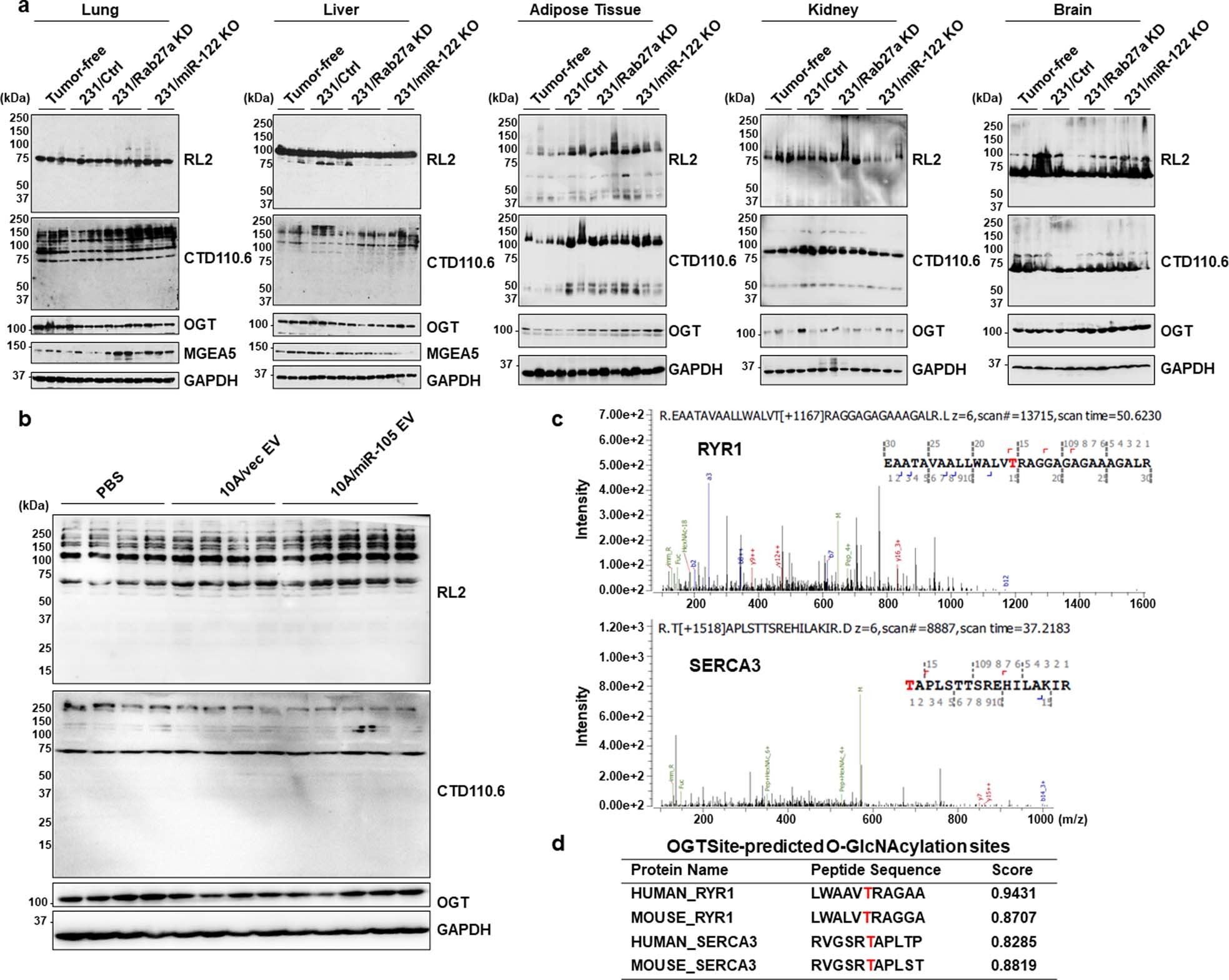 Extended Data Fig. 2: MS-identified O‑GlcNAcylation of RYR1 and SERCA3 in skeletal muscle.