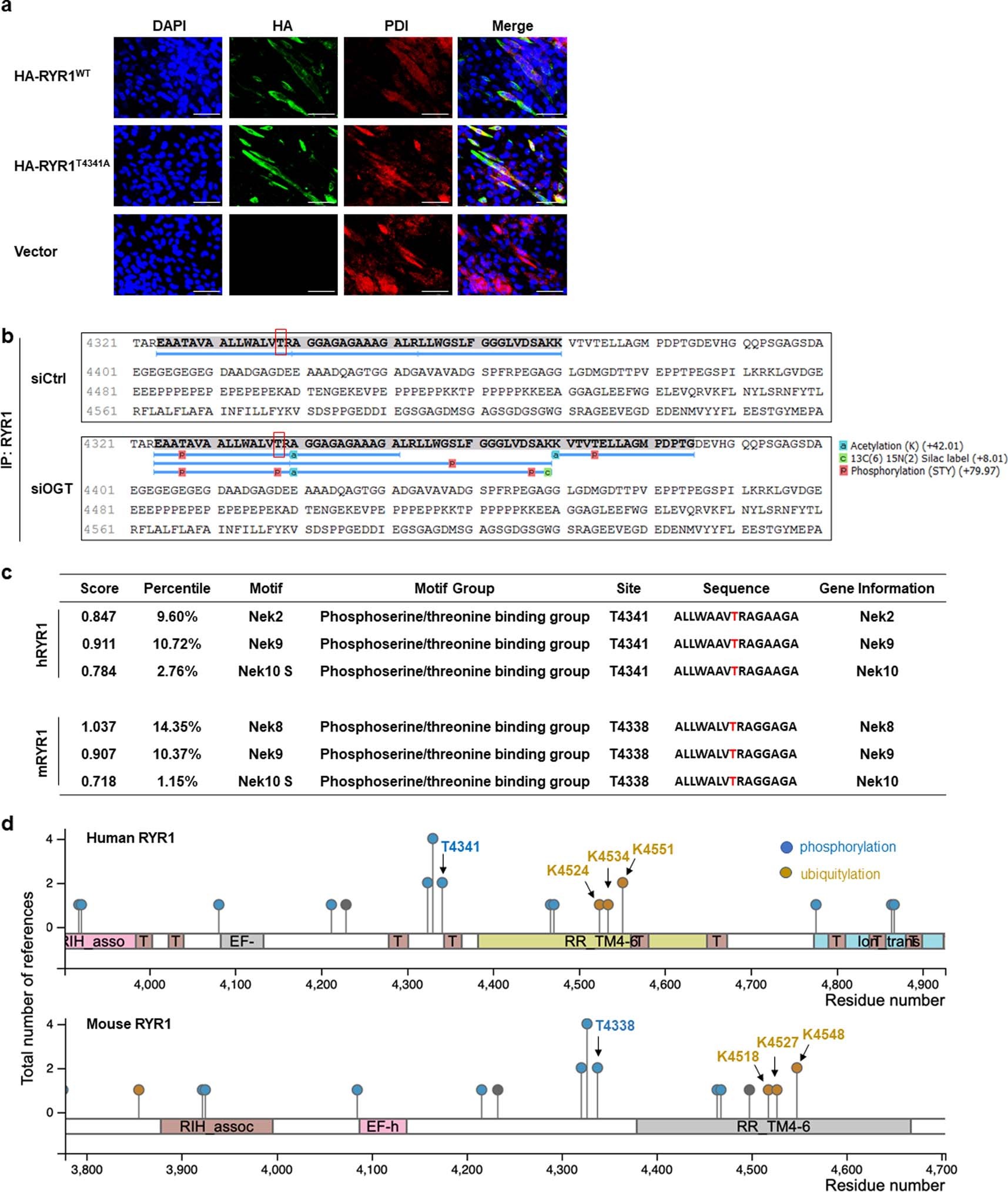 Extended Data Fig. 3: MS-identified RYR1 phosphorylation and the predicted kinases and nearby ubiquitylation sites.